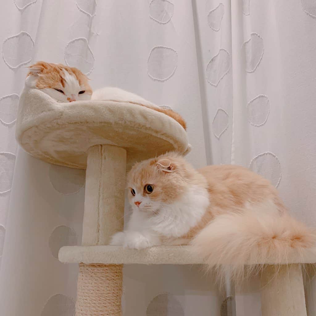 のんたのインスタグラム：「今日はなんだかのんちゃんに甘えたい気分のぼーちゃん そばにいることが多かったよ。いつも妹ぱんちゃんに遠慮してるんだね。たまにはいいよね☺️ ・ #scottishfold #catstagram_japan #catsofinstagram #cats_of_instagram#catoftheday #ilovemycat #bestmeow #catlover #cutecat #kittensofinstagram #cute #スコティッシュフォールド」