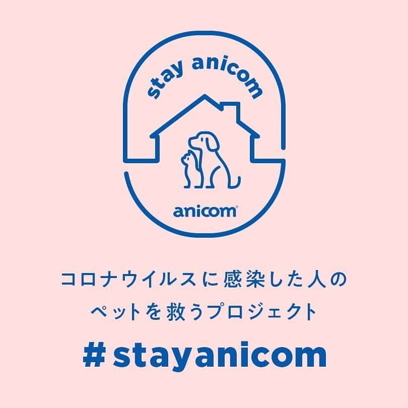 マル子のインスタグラム：「もし自分と家族が新型コロナに感染して入院などになったらアニコムでペットを預かってくれるそうです。 詳しくは @anicom8256 のプロフィールを見て下さい。 【拡散希望】コロナに感染した方のペットを無償であずかる #StayAnicom プロジェクトを始動しました❗️ 飼い主さまの不安「私が感染したらどうしよう」を解消します。 ・ ＜#StayAnicom プロジェクトとは＞ 新型コロナに感染してしまった飼い主さまのためのサービスです。「困ったら、アニコムにステイしてほしい」という想いをもとに発足したこのプロジェクトでは、アニコムの保有する施設の一部を開放し、飼い主さまが隔離や入院をする間、そのペットを無償でお預かりします。お預かりの間は、アニコムの獣医師を中心とした社員有志がお世話します。ペット保険への加入は問いません。アニコムでも一部業務を縮小中のため、まずはできる範囲でご対応しますが、できる限り多くのペットを救うため、順次拡大していきます。 ・ 情報は随時更新しますので、Twitterのアニコム公式アカウントのフォローをお願いします。 Twitter: anicom_inc ・ 詳しくは、プロフィールのリンクから🔗 ・ #StayAnicom  #stayhome  #アニコム  #コロナに負けるな」