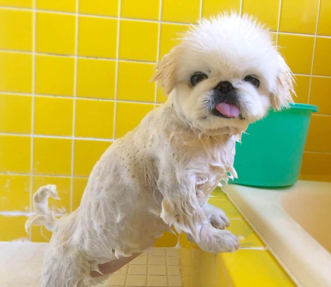 こなつのインスタグラム：「🐶丸洗いの日🛁✨」