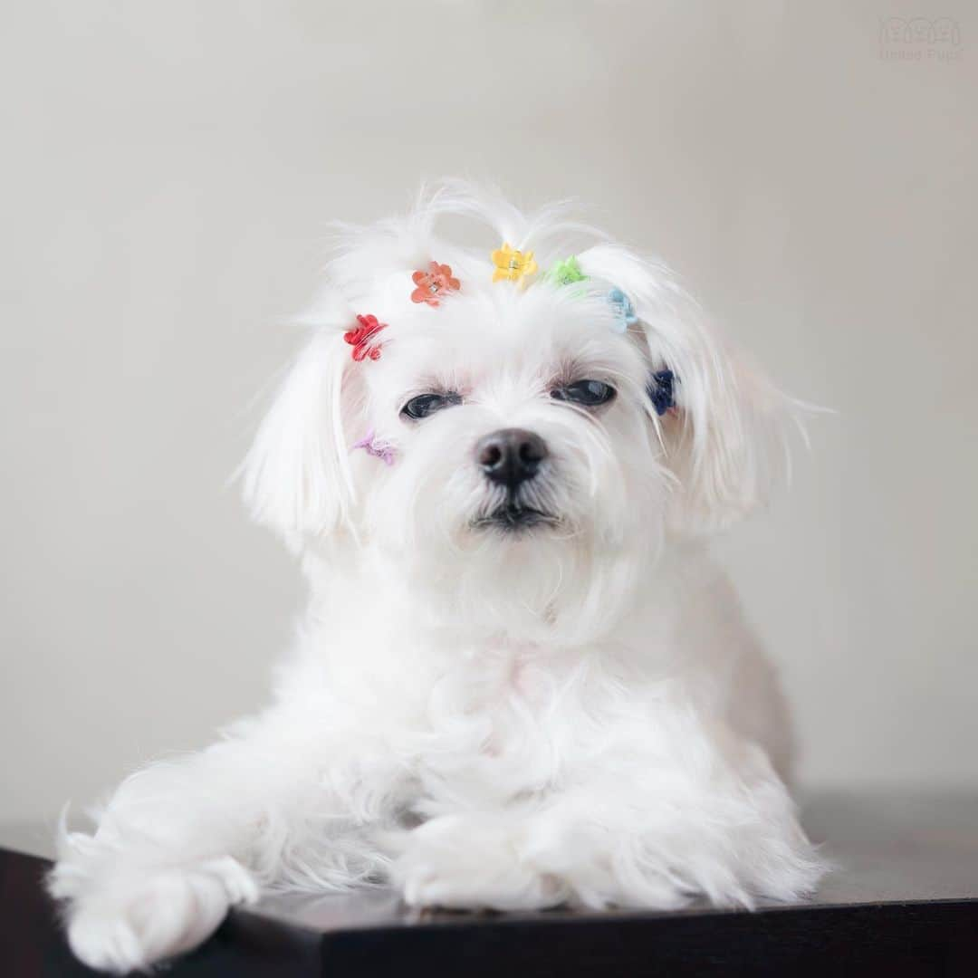 hi.arodさんのインスタグラム写真 - (hi.arodInstagram)「Who misses the hair Salon? I do☝️😑 Whose mom is really bad at styling your hair? ☝️😑 ・・・ #myhairstyle#doghairclip#doggrooming#thislook#crazyhairstyle#heyyall#hairstyles#haistyle#hairideas#hairart#doggroomer#groomerlife#doggrooming#petgrooming#dogstylist#doggroomersofinstagram#groomingdog#doghaircut#doggroomingsalon#groomingsalon#maltese#maltesepuppy#malteselovers#maltesedog#malteselover#maltesedogs#maltesegram#bichonstagram#maltesesofinstagram#malteselife」4月20日 23時20分 - hi.arod