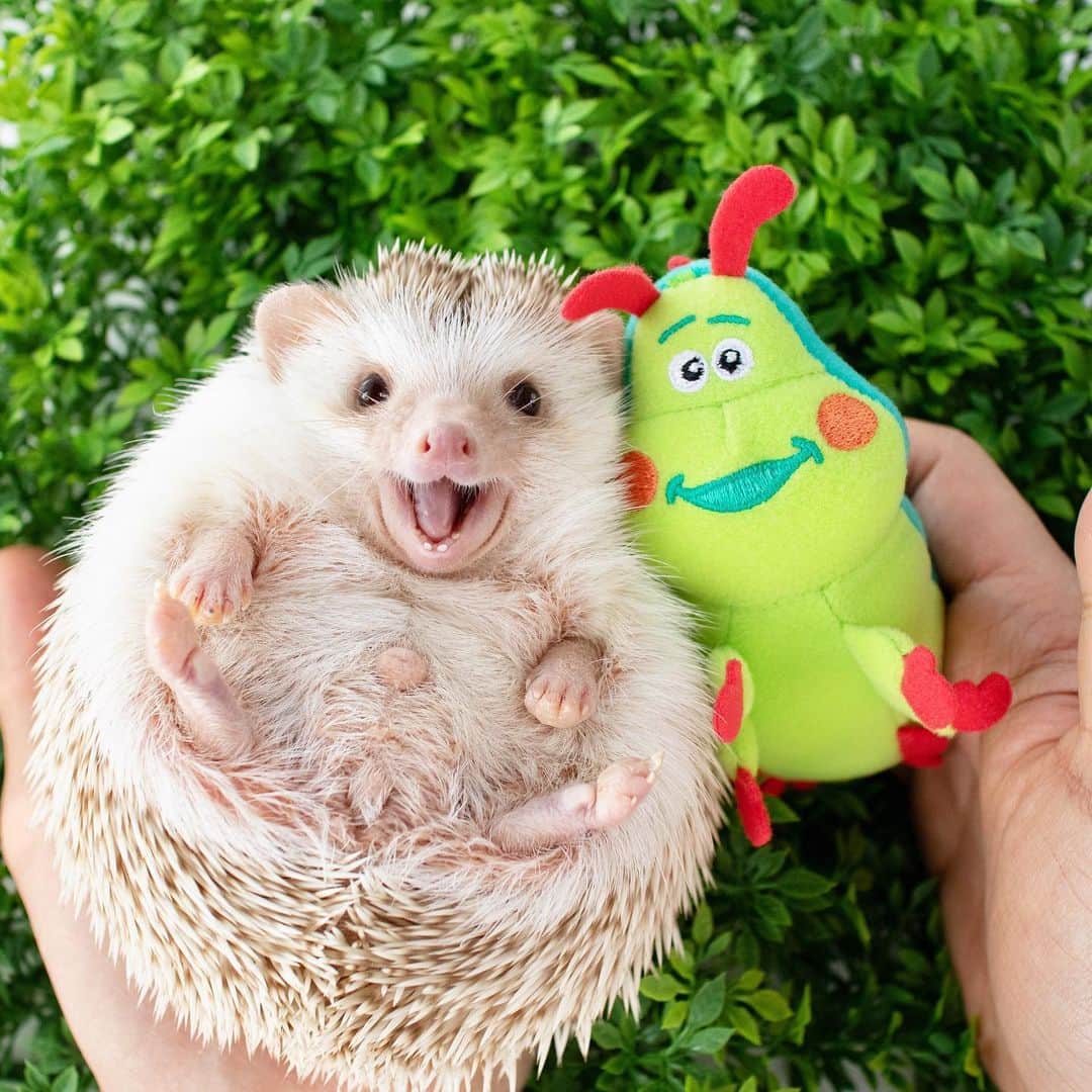 ダーシーのインスタグラム：「I hope many smiles reach you! ✨😊😊😊🌎😊😊😊✨」