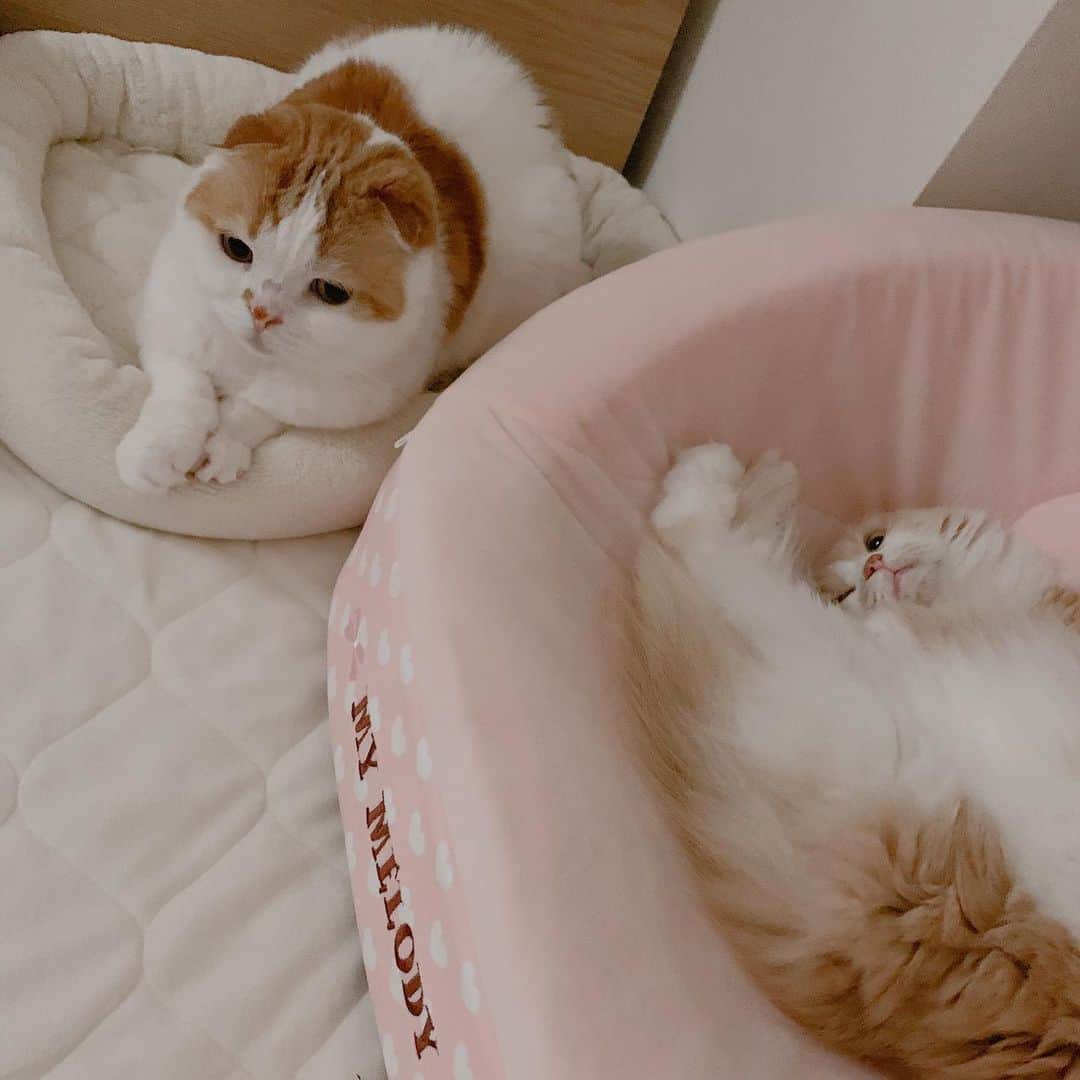 のんたのインスタグラム：「今現在のふたり 今日はラブラブです💓 ぱんちゃんは反抗期なので床にいます🤣 ・ #scottishfold #catstagram_japan #catsofinstagram #cats_of_instagram#catoftheday #ilovemycat #bestmeow #catlover #cutecat #kittensofinstagram #cute #スコティッシュフォールド」