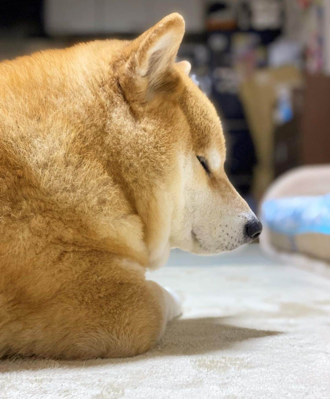 まる（まるたろう）さんのインスタグラム写真 - (まる（まるたろう）Instagram)「Good night!✨🐶💤✨パパ、アゴズン枕持ってきて #シロクマさん指名で #カクンってなっちゃうから #ほら #はよっ #モフモフ大盛りマシマシ」4月21日 0時05分 - marutaro