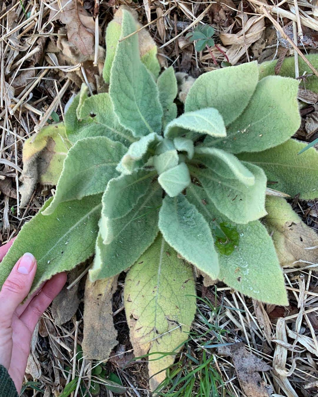 サマンサ・グラドヴィルさんのインスタグラム写真 - (サマンサ・グラドヴィルInstagram)「So happy to find a little mullein along my path today! 🌱 Mullein is one of the best medicinal plants to use during this time because it promotes healthy lungs. It has been used to treat many respiratory issues such as coughing, asthma, and bronchitis. This is because it acts as a powerful expectorant that aids the lungs in expelling mucus. If you take mullein while you have the flu, it helps keep the lungs clear and may prevent pneumonia from setting in. I recommend taking it in tincture form but you can also use the dried herb to make tea or find it in capsules 🙏💚 #plantmedicine #lunghealth #fightcovid19 #herbalremedies #mullein #verbascumthapsus #breathedeep #herbalmedicine」4月21日 0時53分 - samgradoville