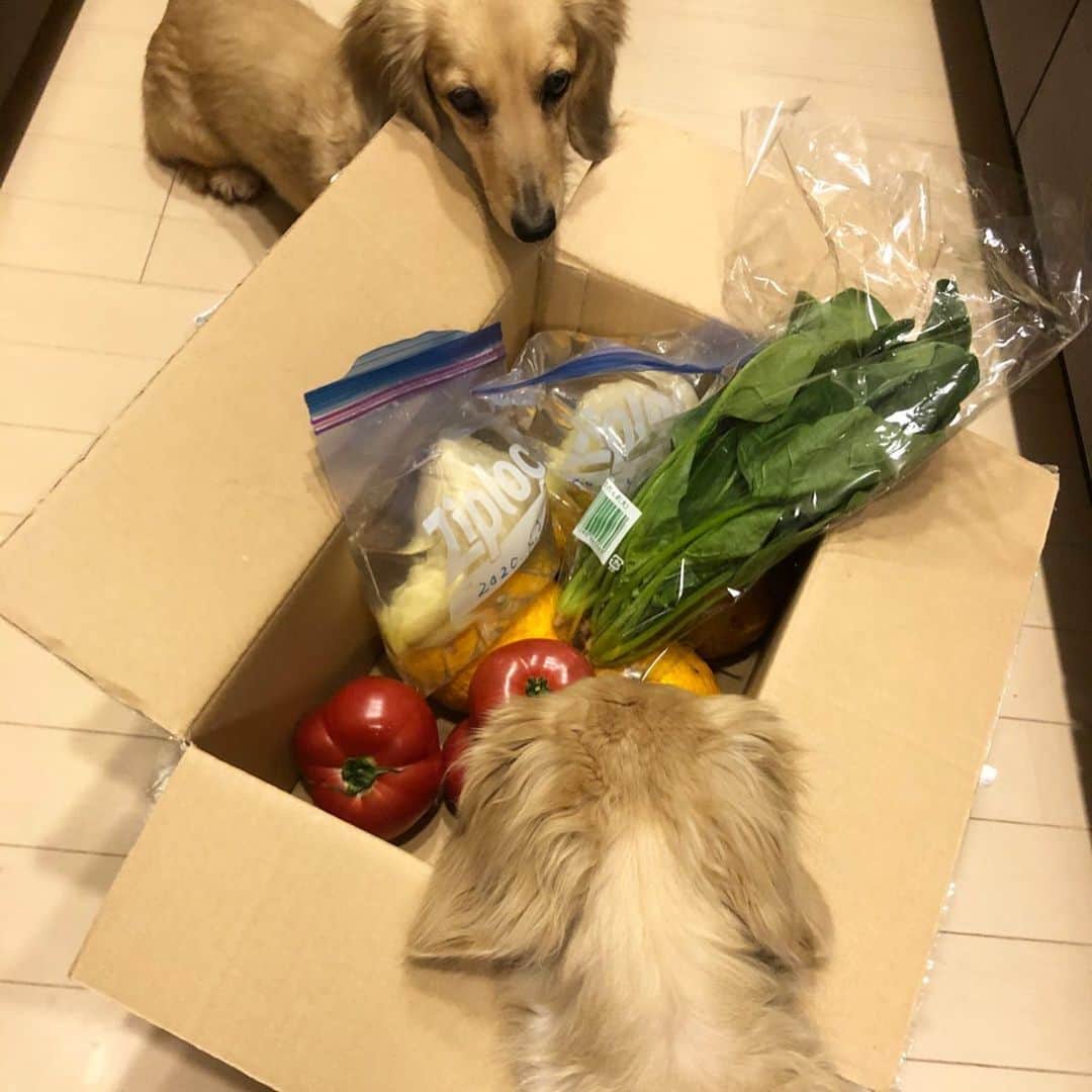 鈴木絢子さんのインスタグラム写真 - (鈴木絢子Instagram)「・ ・ 【週末たけのこ美容】 このところ、週末も天気が悪く犬も自粛状態で。。🐶 家にいる期間は犬たちの表情が険しくなるばかり😅 ・ 自粛で料理を楽しむしかない！と、 母から届いた#たけのこ で#筍フルコース にしました✨ ・ #筍ご飯 #青椒肉絲 #たけのこサラダ #たけのこ味噌汁 #たけのこ浅漬け ・ たけのこと言えば、#食物繊維 #カリウム が豊富🌟 自粛で溜まりに溜まった老廃物を、たけのこでスッキリ流したいと思います✊✨ ・ ・ ・ #犬の散歩 #自炊 #ジャパニーズスーパーフード #たけのこ料理 #おうちごはん #茶色い食卓 #デトックス #インナービューティー #美容フード #便秘解消 #ダイエット #ミニチュアダックス #親子犬 #犬 #犬のいる暮らし #犬バカ部 #変顔犬 #ソーシャルディスタンス #superfoods #dogstagram #🐶🐶」4月21日 1時32分 - ayako_suzuki810