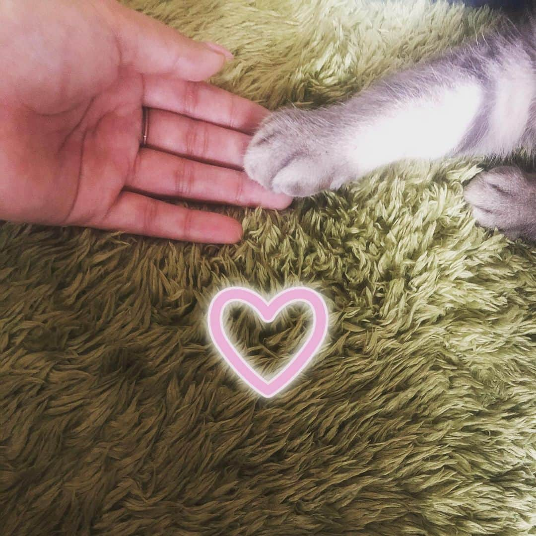 R!Nさんのインスタグラム写真 - (R!NInstagram)「#STAYHOME #stayathome #safehands #家で過ごそう #外出自粛 #愛猫 #cat #family #家族 #かけがえのない存在 #大切な人を守るために #自粛」4月21日 2時47分 - rin_gemie