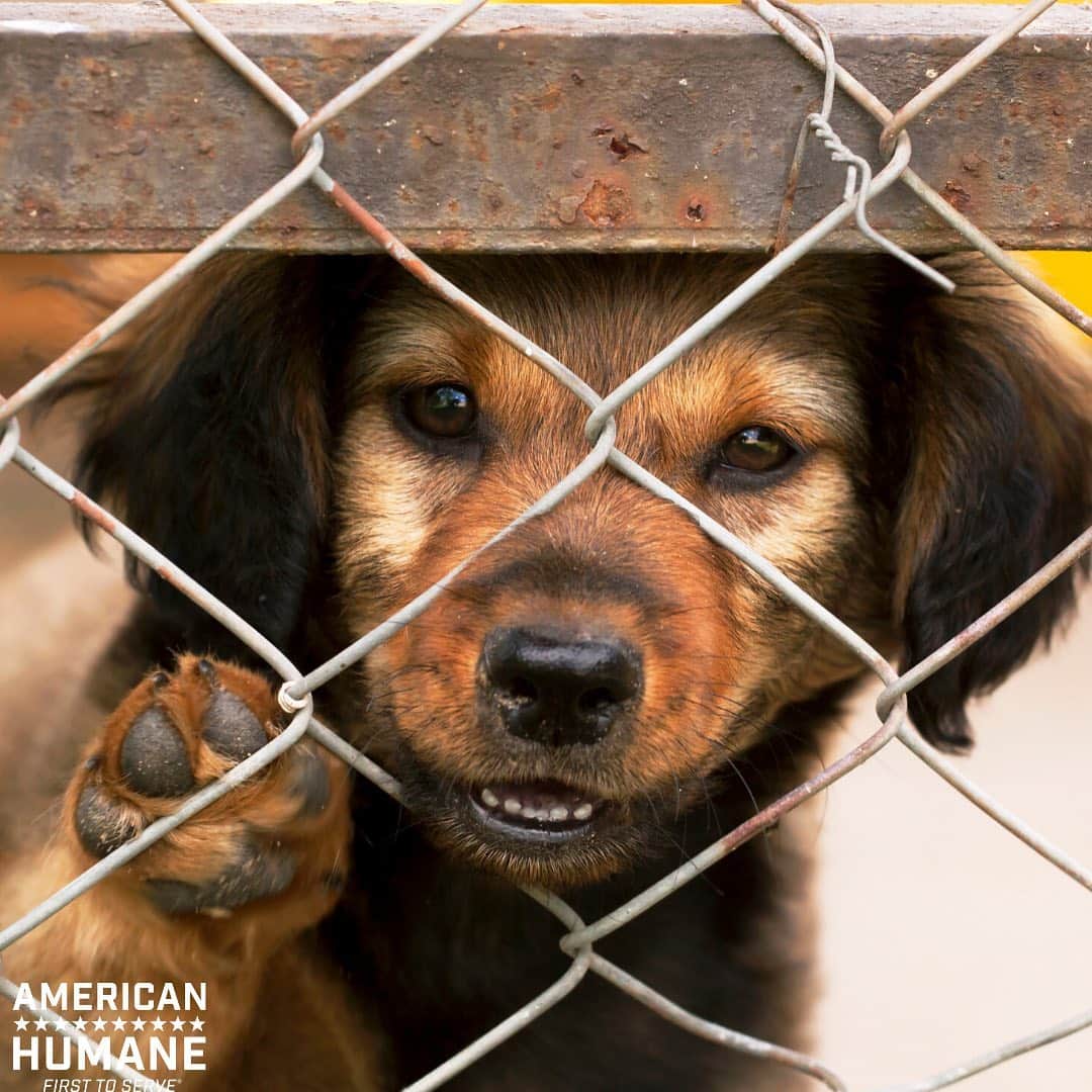 シャナン・ドハーティーさんのインスタグラム写真 - (シャナン・ドハーティーInstagram)「My dog Bowie has kept me entertained and loves during this time. Please remember other animals need our help right now & consider donating to @AmericanHumane's #FeedtheHungry fund: americanhumane.org/feedthehungry. I know times are tough and money is tight but if you are able.... #staysafestayhome」4月21日 4時51分 - theshando