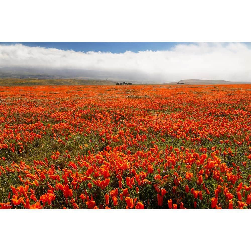 Gerd Ludwigさんのインスタグラム写真 - (Gerd LudwigInstagram)「Wildflowers bloom outside the Antelope Valley Poppy Reserve, California this April.  Growing up in Germany, I could have never imagined a sight like this—wildflowers stretching as far as the eye can see. Since living in Southern California, it’s become a bit of a ritual for me to photograph each “super bloom” in the spring. In part due to near-constant rain for the past week, these poppies and popcorn flowers sprung up by the thousands and blanketed the hills with a brilliant orange and yellow—a cheerful sight, especially given the current situation.  Please keep in mind that during the pandemic, many parks are closed. Be respectful of others (including the flowers—leave the area as you found it), stay on the paths and always, always keep social distance (wear a mask!). While the State Natural Reserve and the immediate area are closed, there are plenty of flowers in the surrounding region. If you photograph the blooms, a tip from my years of experience: remember to check the weather—poppies tend to be very finicky, and close with lack of sun or in windy/rainy conditions.  @thephotosociety #California #AntelopeValleyPoppyReserve #wildflowers #superbloom #poppies」4月21日 4時48分 - gerdludwig