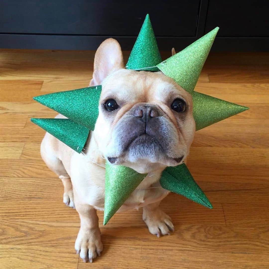 Hamlinのインスタグラム：「Behold, the latest prototype for my homemade, back away...not today, extra pointy spikes with a hint of glitter, anti-COVID cones of bountiful personal space. Name is still a WIP. .......... #staysafe #stayhome #diy」