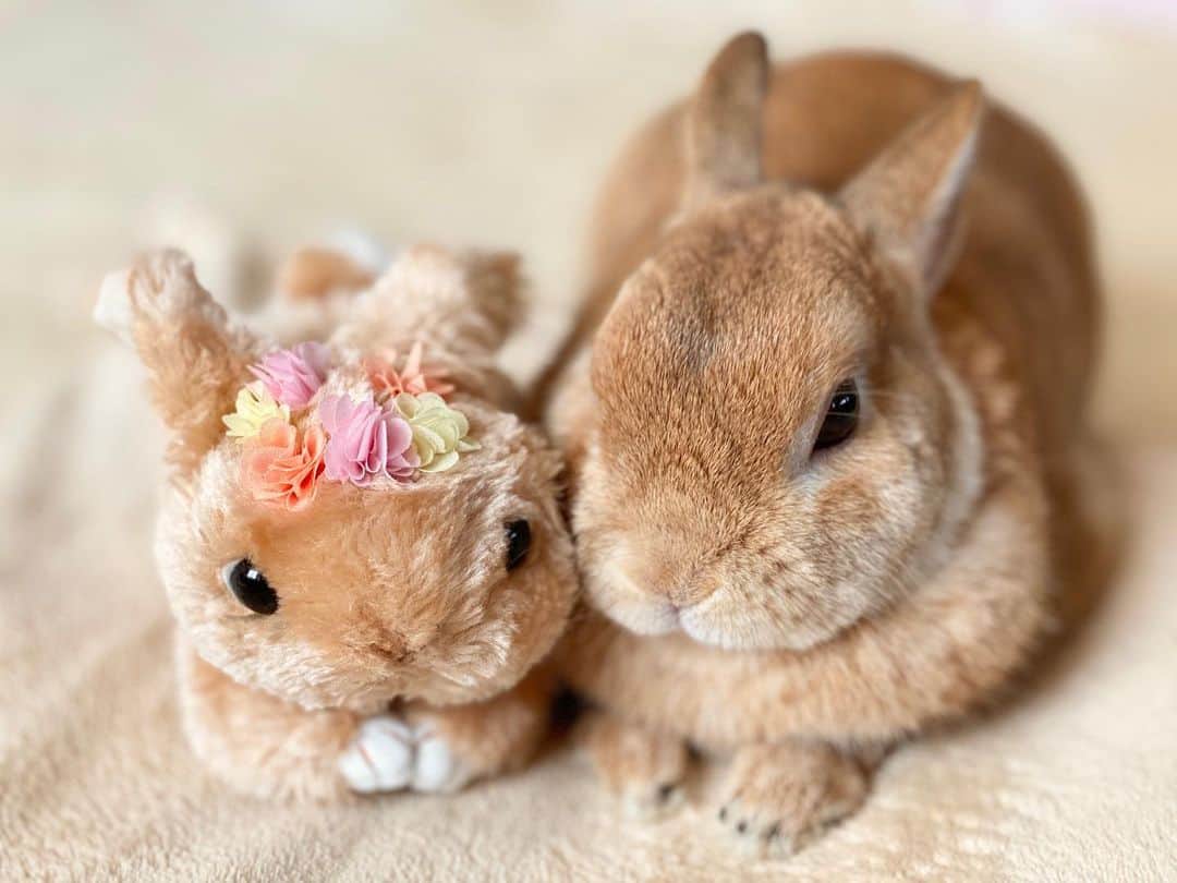 ラン?さんのインスタグラム写真 - (ラン?Instagram)「( ^-^ )( ^-^ )なかよし♡ ☆ 2枚目、顔のバランスが一緒♡ 身体はだいぶ、ランの方がでかいけどー！笑 ☆ #うさぎ #ネザーランドドワーフ #rabbit #bunny #bunnystagram  #rabbitstagram  #cute  #かわいい #ふわもこ部  #もふもふ  #zip写真部  #アニマル写真部 #instagramjapan #netherlanddwarf #うさぎと暮らす  #うさぎのいる暮らし #癒し #kawaii #ランちゃん  2020.04.21」4月21日 15時18分 - mofumofuusako