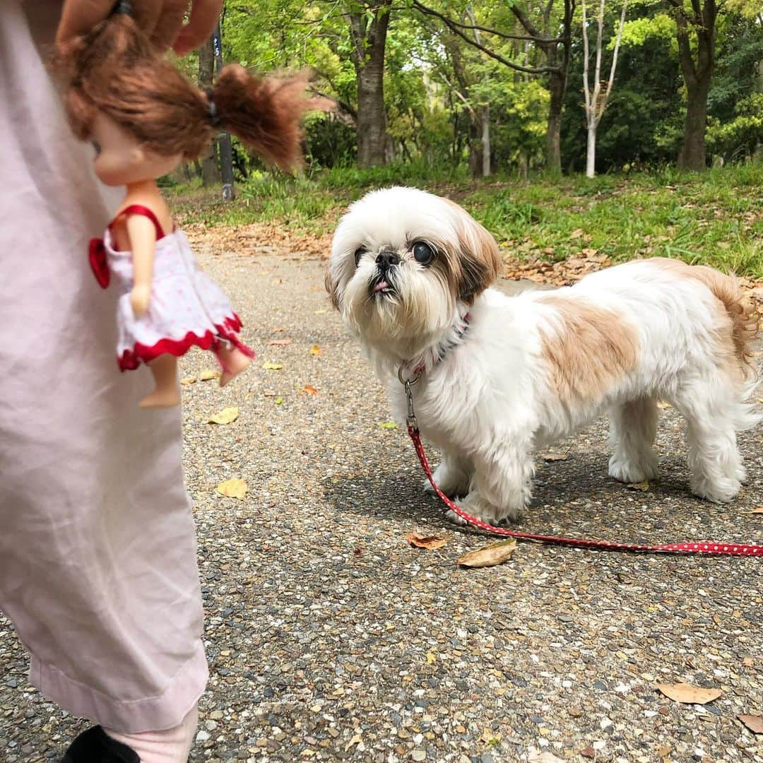 いりこのインスタグラム：「いりこを撮ってたら絶対に割り込んでくる👧🏻」