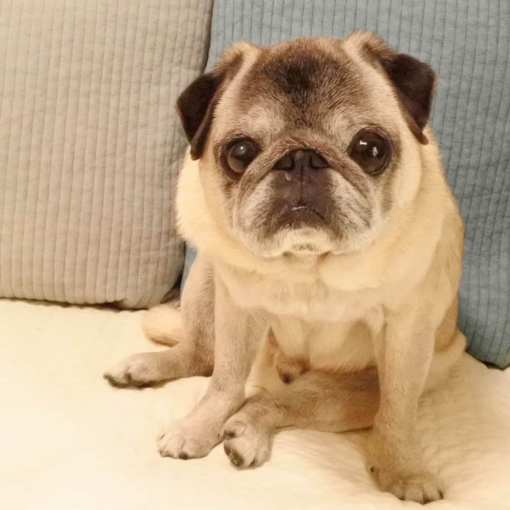 八兵衛のインスタグラム：「Hachibei🐶 * * *  #ほぼ黒パグ #おじいちゃん犬 #pug #puggy #puglife #puglove #petstagram #pugstagram #pugsofinstagram #pugs #dog #ふわもこ部  @igersjp #IGersJP #east_dog_japan #pecoイヌ部 #八兵衛 #はちべえ #朝ワンコ夕ニャンコ」