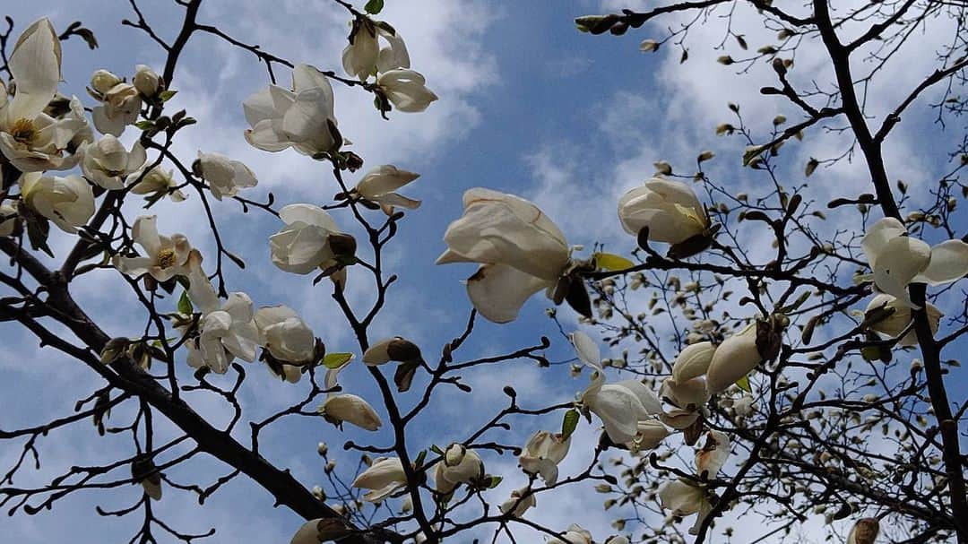 北海道放送「今日ドキッ!」さんのインスタグラム写真 - (北海道放送「今日ドキッ!」Instagram)「天気コーナースタッフです。お昼ごはんを買いがてら、大通公園のお花の様子を…。キタコブシは咲き乱れる木も。エゾヤマザクラとライラックのつぼみは大きくなっていました❗ こんな季節の写真を #そらリサーチ で募集中です！詳しくは 今日ドキッ！ライフで検索してください❗️ #今日ドキッ」4月21日 15時53分 - hbc_kyodoki