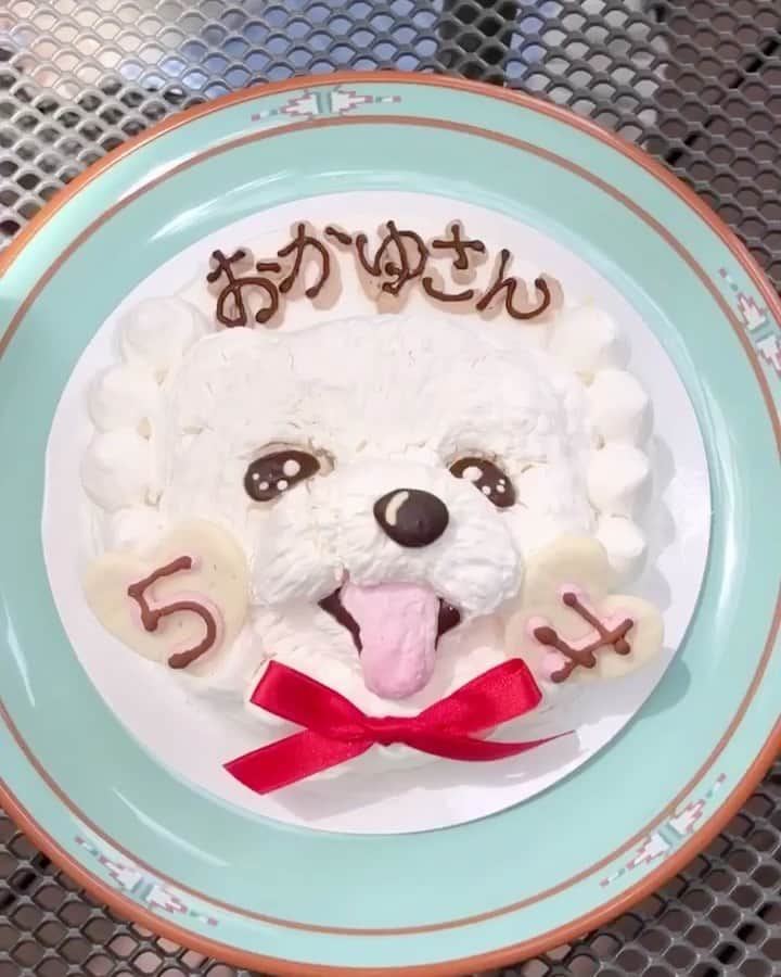 マルチーズ兄妹♡おかゆとおもちのインスタグラム：「…🐶⚪🎂🍴🎉 . . おかゆさん、4/21  5才のお誕生日おめでとう〜👏🎉🎂🎁👏 . おかゆ、なんかブスっとした顔してるなと思ったら、 バルーンが怖かったみたい🎈😅 でも、ケーキのおかゆの顔がホント可愛い 😍 . おめでたい日だけど、もう、5才になったのはちょっと寂しいな〜😢 . @kuu.sora.kai  @kuu_sora_kai . #お誕生日おめでとう #happybirthday  #wanbana . . #9gag #9gagcute #maltese #malteseofinstagram #happydog #dogsmile #doglove #doglover #dogstagram #instadog #lovedogs #ilovemydog #cutedog #dogoftheday #instapet #말티즈 #fluffypack . #okayusan #マルチーズ #犬バカ部  #わんこ  #エブリドッグ  #pecotv #pecodogs #鼻ぺちゃ #マルチーズ兄妹 . .」