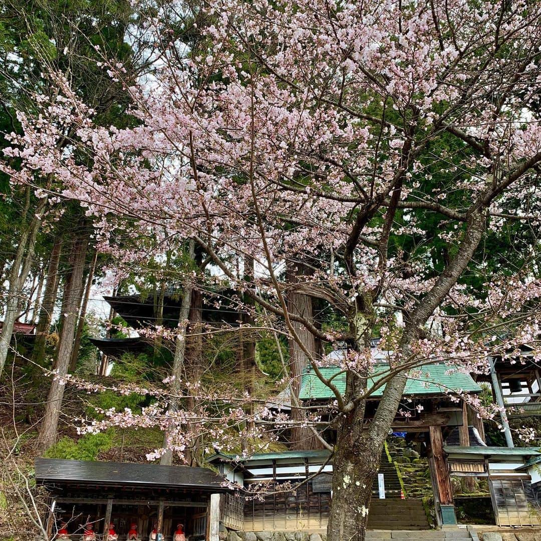 野沢温泉　村のホテル　住吉屋のインスタグラム：「｢健命寺の桜｣ 出勤途中、野沢菜発祥の地、健命寺前の桜が5分咲き位になっていました。野沢温泉ではこの後、村のあちこちで菜の花の咲く時期を迎えます。 #野沢温泉 #住吉屋」