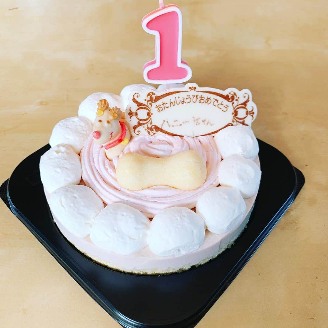 戸谷公人のインスタグラム：「今日はハニー1歳の誕生日✨  犬用ケーキ🍰 美味しく頂いてくれた（笑）  #いつまでも元気でいてね #わんぱく娘 #まだ産まれて1年か #最高のパートナー」