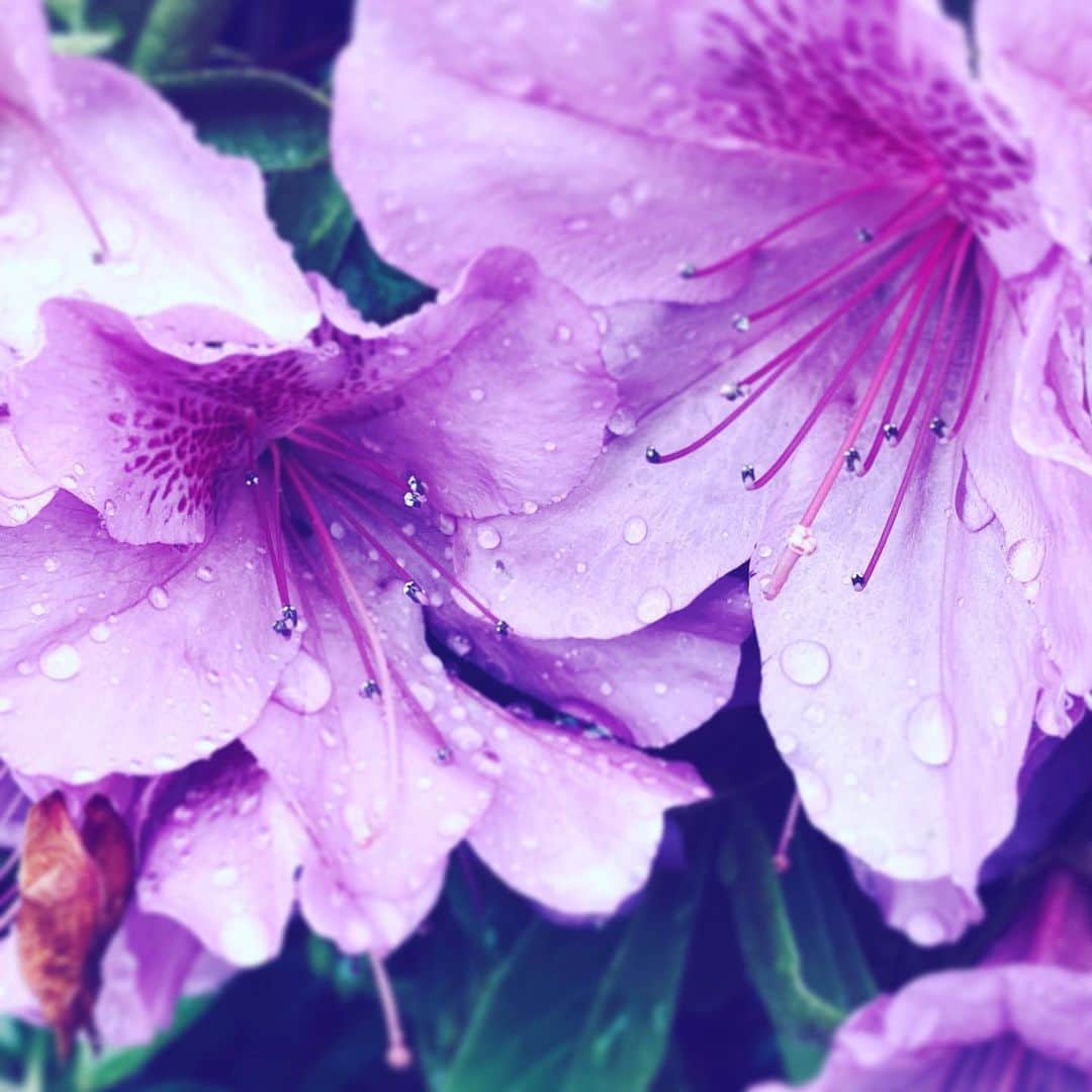 中野敬久さんのインスタグラム写真 - (中野敬久Instagram)「#wet #flowers #flowersoflife #pink #purple #hope」4月21日 9時31分 - hirohisanakano