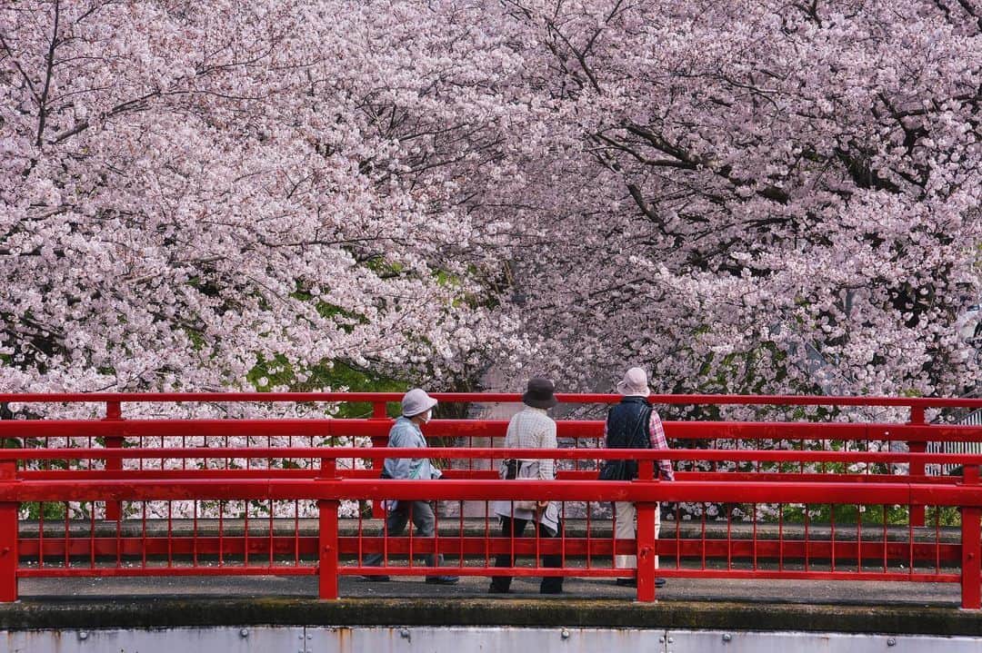 平塚市さんのインスタグラム写真 - (平塚市Instagram)「* 【お家に居ながら#hiratsukagood】 今日の撮りため写真は渋田川の桜。 橋と桜って、やっぱり決まる。 ㅤㅤㅤㅤㅤ 「ソーシャル・ディスタンシング」にちなんで ハッシュタグも距離を保ってます。 #_h_i_r_a_t_s_u_k_a_g_o_o_d ※アンダーバー1つにつき2メートル ㅤㅤㅤㅤㅤ あなたが撮影した平塚のお気に入り写真を このハッシュタグで紹介してね。 (もちろん、#hiratsukagood もお忘れなく♪) * #手をつなぎたくなる街 #hiratsukagood #hiratsuka#平塚 #kanagawaphotoclub #_h_i_r_a_t_s_u_k_a_g_o_o_d #アンダーバー1つにつき2メートル #ソーシャルディスタンシング #socialdistance #socialdistancing #写真好きな人と繋がりたい #写真撮ってる人と繋がりたい #写真整理#過去pic #桜#橋#渋田川」4月21日 10時49分 - hiratsukagood