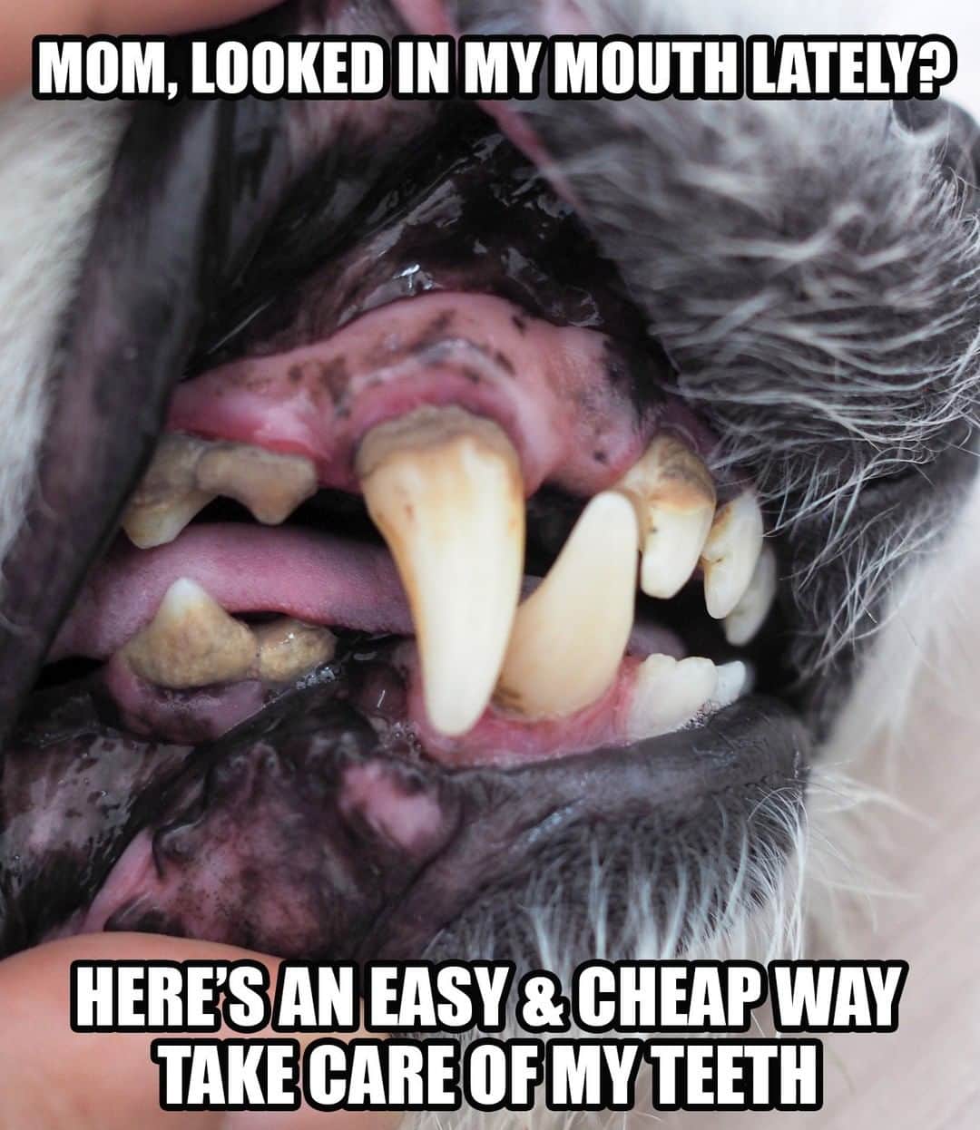 Animalsのインスタグラム：「CANINE DENTAL DISEASE IS AN EPIDEMIC  Let’s be honest, we know we should be brushing our dog’s teeth daily, but its a huge pain, and many rescued dogs don’t take well to the routine. Tragically though, many of our dogs are suffering in silence from dental pain, and may be on the road to more serious organ damage that is linked to periodontal disease.  The good news - There are new & easier ways to help prevent dental disease in dogs and freshen their breath.  For example, a water additive is probably one of the easiest (and most inexpensive) ways to maintain your dog’s oral health. Just a little capful of flavorless liquid can boost your dog’s dental hygiene in a very noticeable way.  The product we’ve been using for a few months contains a special oral probiotic that helps maintain teeth and breath. It’s made us huge difference!  Link to Learn more here in 👉 @iheartdogscom bio」