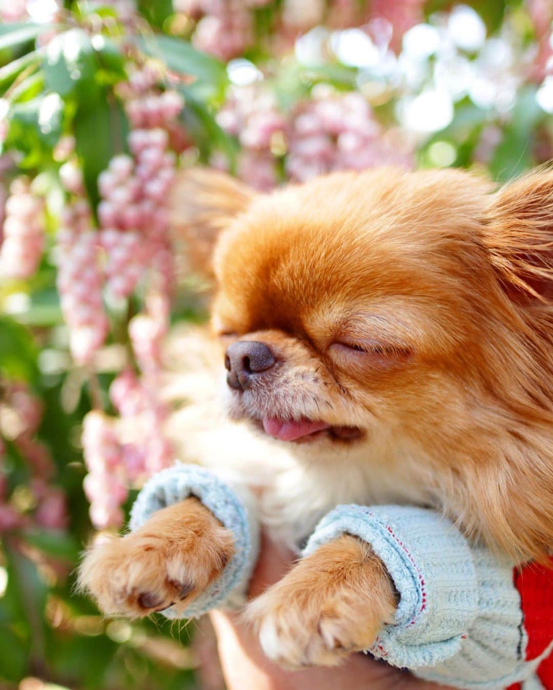 kayoのインスタグラム：「* * ぶどうじゃなくて なんとかってお花。。。🙄🍇 * * kulio💗 * * #chihuahua#chihuahualove#dogstgram#dog#instadog#チワワ#チワワ大好き * *」