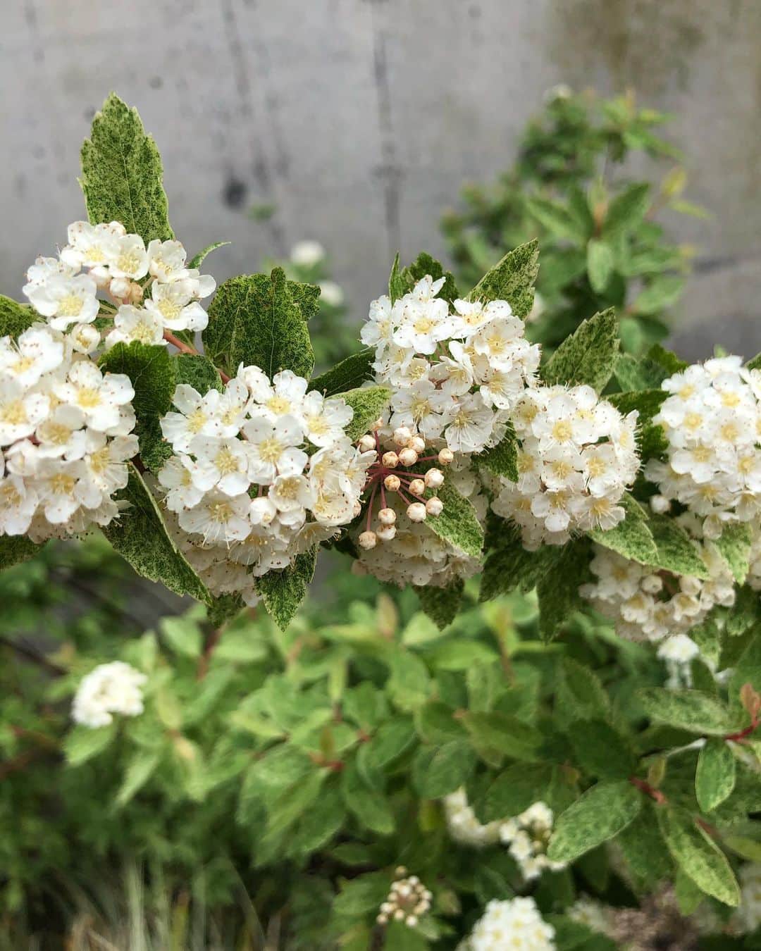中岡由佳さんのインスタグラム写真 - (中岡由佳Instagram)「2人でお散歩へ。春の花が綺麗だね。誰もいないところでマスクを取って少し休憩。早くコロナが終息しますように。 #spring #flowers」4月21日 11時41分 - yuka_nakaoka