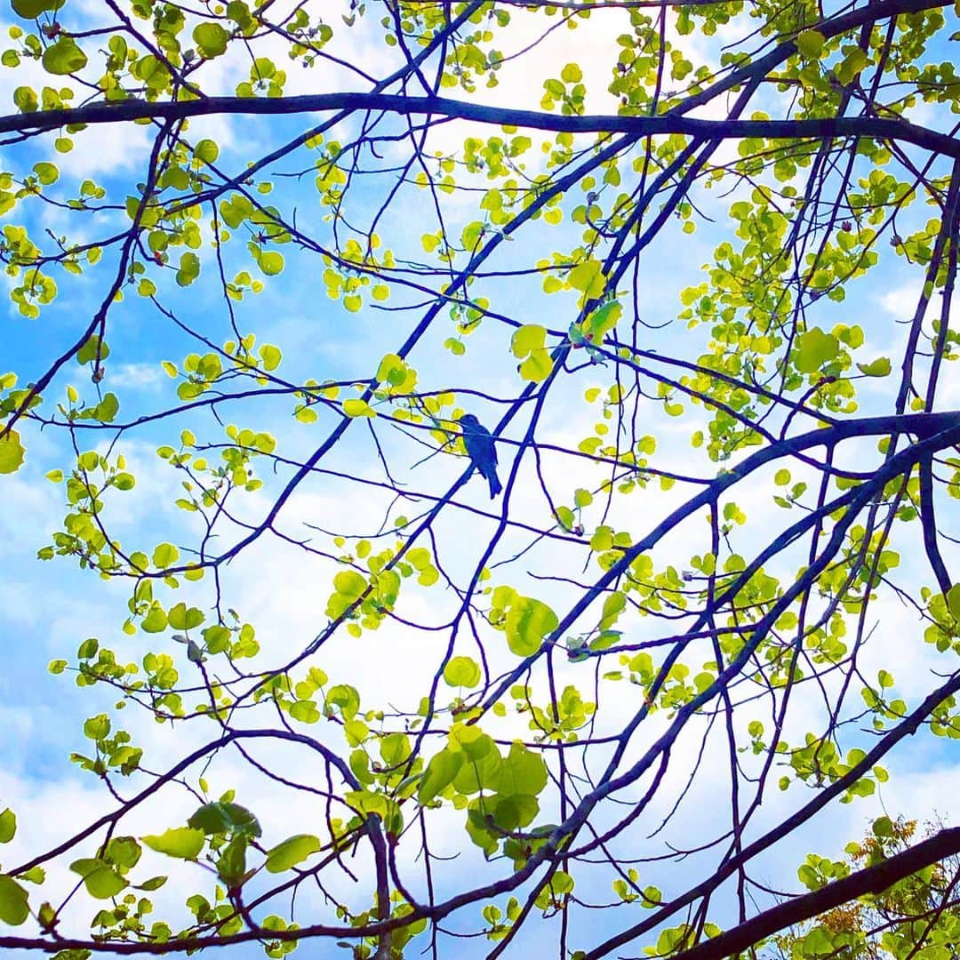 榊山敬代のインスタグラム：「🌳🕊""" … ・ 外出をすればマスクで会話 ラジオから流れてくる声も マスク越しな閉ざされた音  と最近では慣れてきた 聴覚の世界ですけれど  週末買い出しにいきました帰り道  チィ〜…と  空を突き抜ける鳥の声に ふと見上げると鳥さんが  きもちよさそうにさえずっているのでした  目の覚めるような鳥さんの声からは みんな〜コロナさんに負けないで〜  と真っ直ぐで純粋で透明な希望が 街の空にこだまする景色は眩しく  そのような鳥さんの生命力を 見習いたいなと思うのでした  さて  自宅待機な時間が続いておりますが 東京の近所の模様は以外と近所の方 がお散歩されたりジョギングされて いたりするなかでタクシーをあまり 見かけなくなったのも街の変化にて 街のスピードがゆっくりと映るとき  そのような静かな街の気配にも 今はよりそいながらstay home ・ ・ ・  #おうち時間 たのしもう週間 #おうち大好き #stayhome ・ ・ ・ ・  #晴天 #Sky #bluesky #tree #green #bird #鳥 #鳥さん #🍃 #🌳 #beautiful #view #日本画家 の #外出こんなもん #気分転換 #運動不足　#新緑 #日本の美 #spring  #コロナウイルス #Coronavirus#コロナウイルス対策#コロナウイルスが早く終息しますよう」