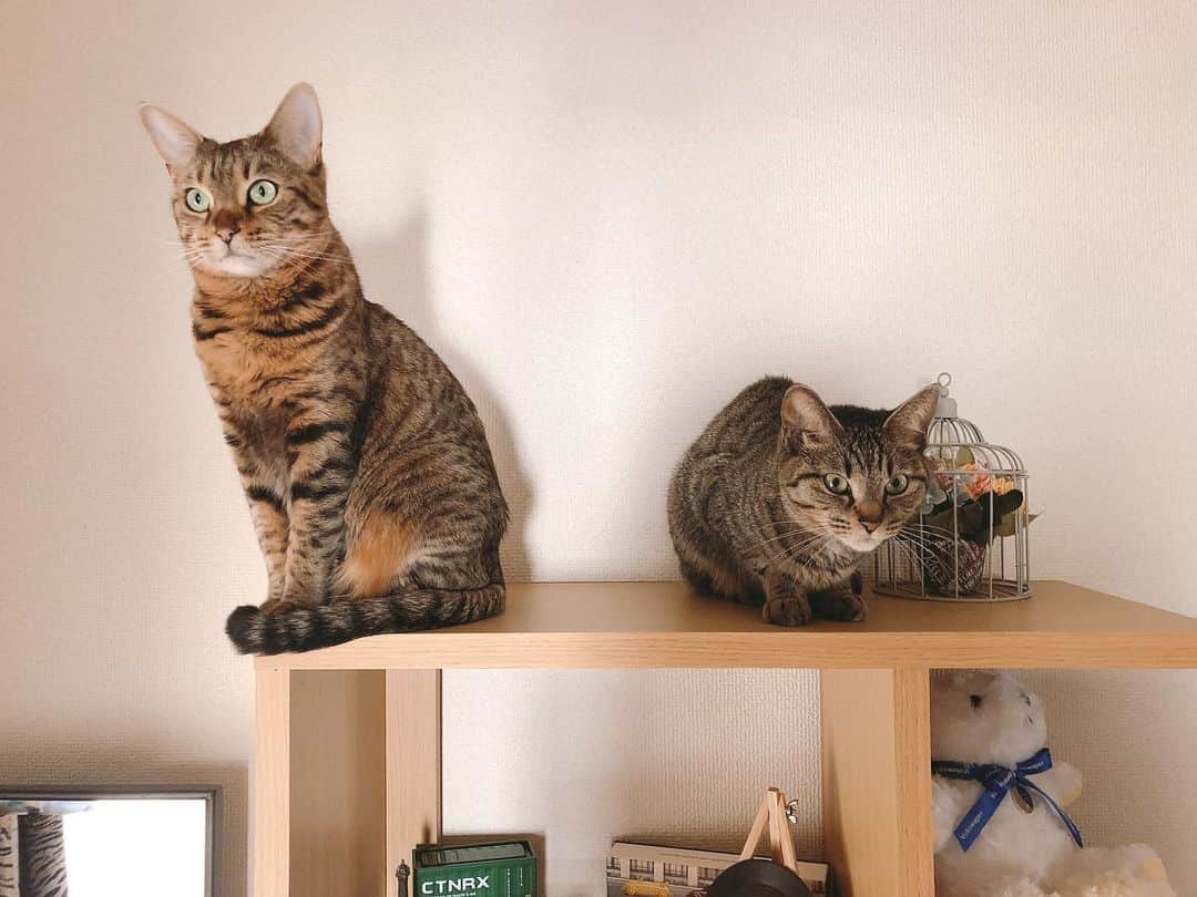 古城優奈さんのインスタグラム写真 - (古城優奈Instagram)「今日の２匹❤️ㅋㅋㅋ  #猫　#ベンガル　#キジトラ　#しましま」4月21日 12時07分 - yuna_kojyo