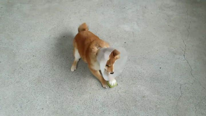 柴犬たま Shibainu Tamaのインスタグラム