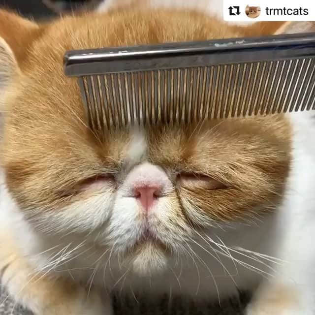 ねこのインスタグラム