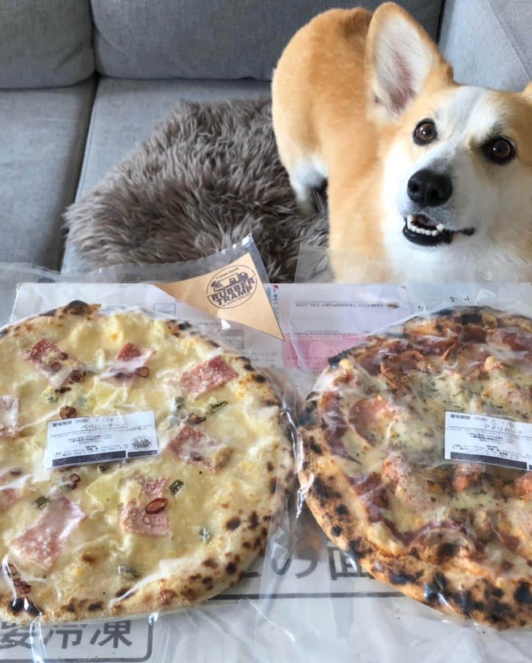 田上大地のインスタグラム：「先日、地元近くにある#rubbertramp のピザ🍕を宅配しました🍴 冷凍で送られてきて、1ヶ月は賞味期限持つので、食べたい時に食べれると思います！ 冷凍ピザだけど、今まで食べた中でNO.1のうまさでした！ 全国どこでも発送してくれるので、気になった方はページに飛んで、それぞれチェックしてみてください 👇👇👇 @rubbertramp1453  #rubbertramp  #宅配ピザ #pizza #コーギー #ボーダーコリー  #アルビレックス新潟 #albirex #albirexniigata #niigata #j2 #j2league #アイシテルニイガタ #50」