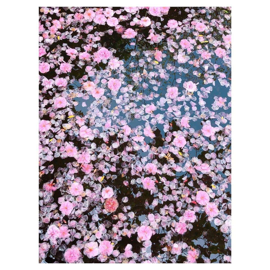 理絵さんのインスタグラム写真 - (理絵Instagram)「昨日の雨で花びらがたくさん池に  #桜 #八重桜 #sakura #ciliegio #cherryblossom #벚꽃 #花びら #花弁 #flowers #flower #fiore #꽃 #花 #池 #tokyo #japan」4月21日 13時20分 - ____rie____