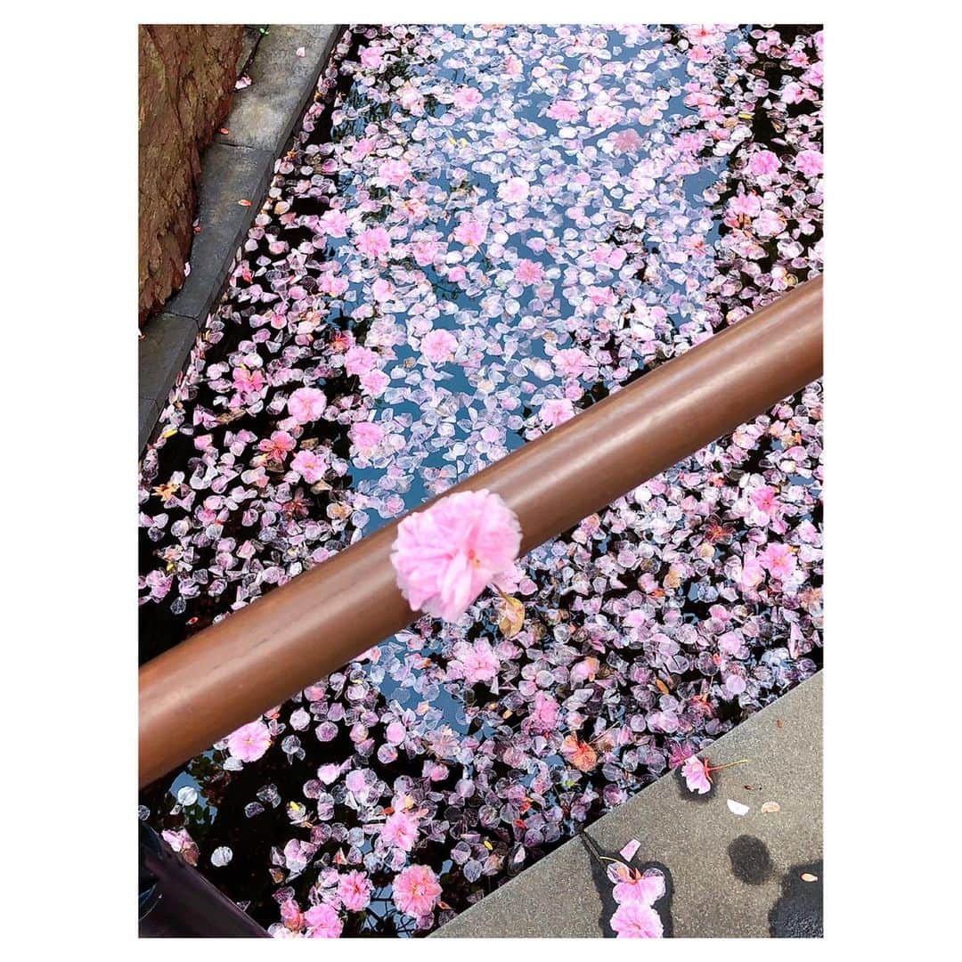 理絵さんのインスタグラム写真 - (理絵Instagram)「昨日の雨で花びらがたくさん池に  #桜 #八重桜 #sakura #ciliegio #cherryblossom #벚꽃 #花びら #花弁 #flowers #flower #fiore #꽃 #花 #池 #tokyo #japan」4月21日 13時20分 - ____rie____