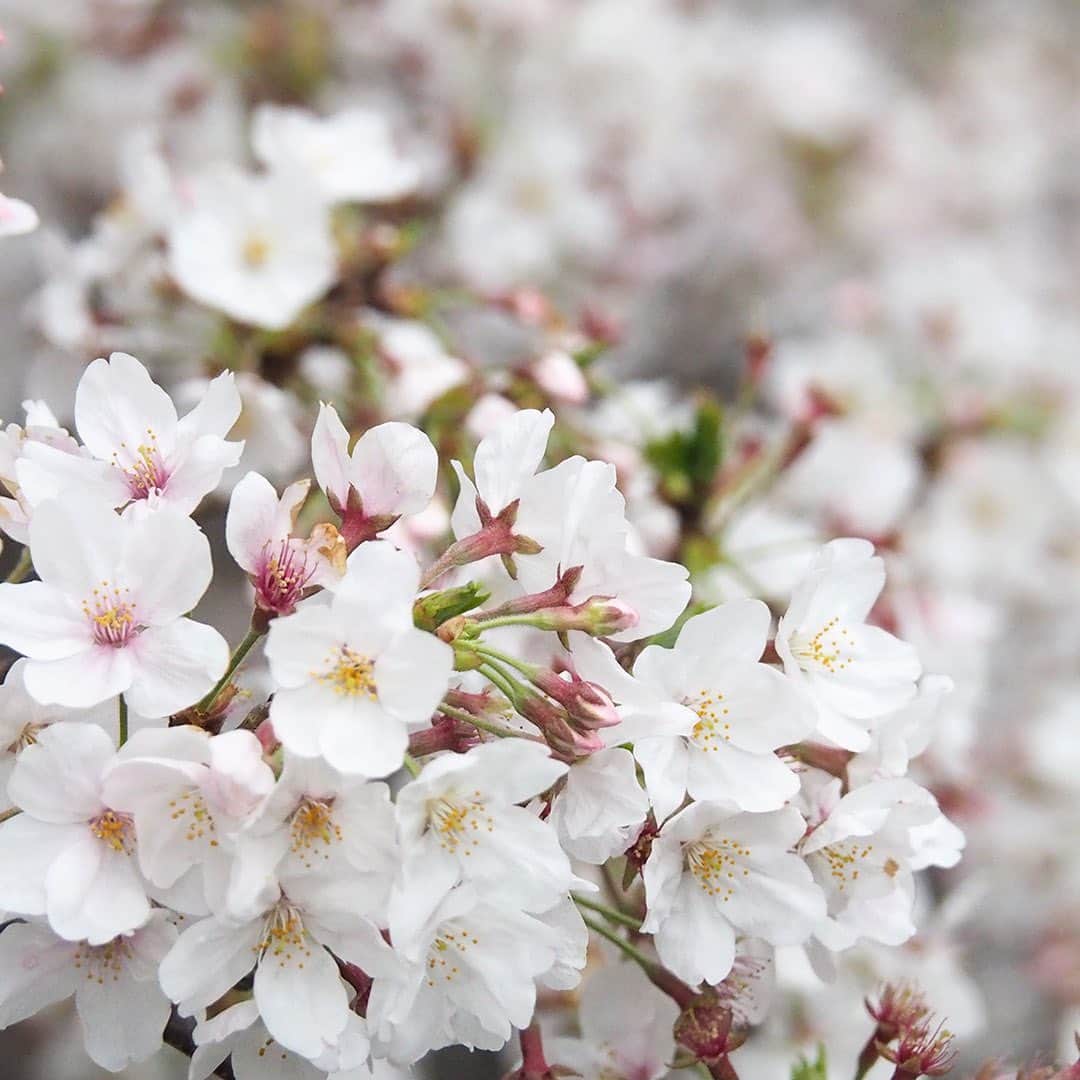 ワンズテラスさんのインスタグラム写真 - (ワンズテラスInstagram)「こんにちは。 今月最後にご紹介する桜は、馴染み深いソメイヨシノです。 食料品を買いに出かけると、川沿いの桜がきれいだったので思わず撮影してしまいました。 有名なところではないので混んではいないものの、今年はジョギングしている方々を避けてささっと写真を数枚。 桜並木の下を歩くだけでも少し気分転換になりました。  そして3月末、隣のお庭にある大きな桜に雪が！ 都内で桜の満開後に積雪を記録したのは、実に51年ぶりのことだそうです。 灰色のそらの下、白い雪をかぶった淡いピンクの桜はあまり見ることのない幻想的な風景でした。 雪が桜を隠した様を表現した美しい季語「桜隠し」という言葉を思い出しますね。  今月の桜の写真で、気分だけでもお花見を楽しんでいただけましたか？ 来月も1･11･21日には、ちょっと暮らしに役立つ記事や楽しい情報を投稿したいと思いますのでお楽しみに。  #暮らしの旬 #onesterrace #ワンズテラス #onesday #春 #桜 #桜隠し」4月21日 13時21分 - onesterrace
