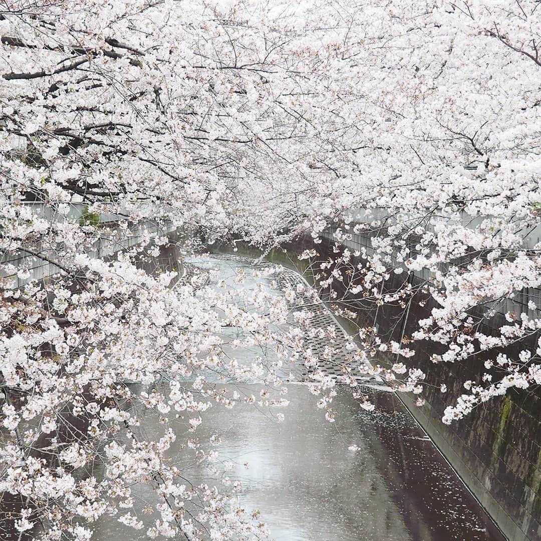 ワンズテラスさんのインスタグラム写真 - (ワンズテラスInstagram)「こんにちは。 今月最後にご紹介する桜は、馴染み深いソメイヨシノです。 食料品を買いに出かけると、川沿いの桜がきれいだったので思わず撮影してしまいました。 有名なところではないので混んではいないものの、今年はジョギングしている方々を避けてささっと写真を数枚。 桜並木の下を歩くだけでも少し気分転換になりました。  そして3月末、隣のお庭にある大きな桜に雪が！ 都内で桜の満開後に積雪を記録したのは、実に51年ぶりのことだそうです。 灰色のそらの下、白い雪をかぶった淡いピンクの桜はあまり見ることのない幻想的な風景でした。 雪が桜を隠した様を表現した美しい季語「桜隠し」という言葉を思い出しますね。  今月の桜の写真で、気分だけでもお花見を楽しんでいただけましたか？ 来月も1･11･21日には、ちょっと暮らしに役立つ記事や楽しい情報を投稿したいと思いますのでお楽しみに。  #暮らしの旬 #onesterrace #ワンズテラス #onesday #春 #桜 #桜隠し」4月21日 13時21分 - onesterrace
