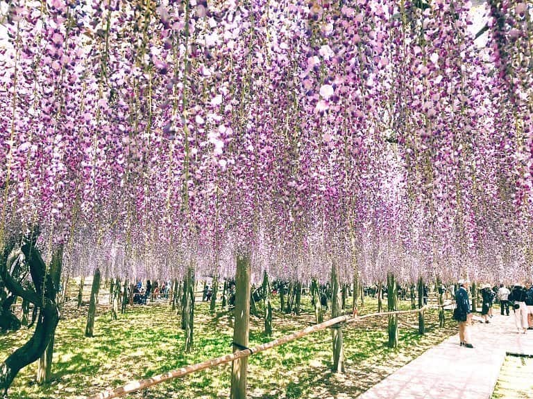 加治まやさんのインスタグラム写真 - (加治まやInstagram)「今年もそろそろ藤の時期だね。藤棚は行けないけど、お家で去年の藤に思いを馳せる。  #おうちで花見　#stayhome #おうちで過ごそう #藤 #藤棚#北九州　#福岡　#flower #お花見　#九州観光 #国内旅行　#旅行好きな人と繋がりたい #fukuoka」4月21日 13時27分 - mayakaji