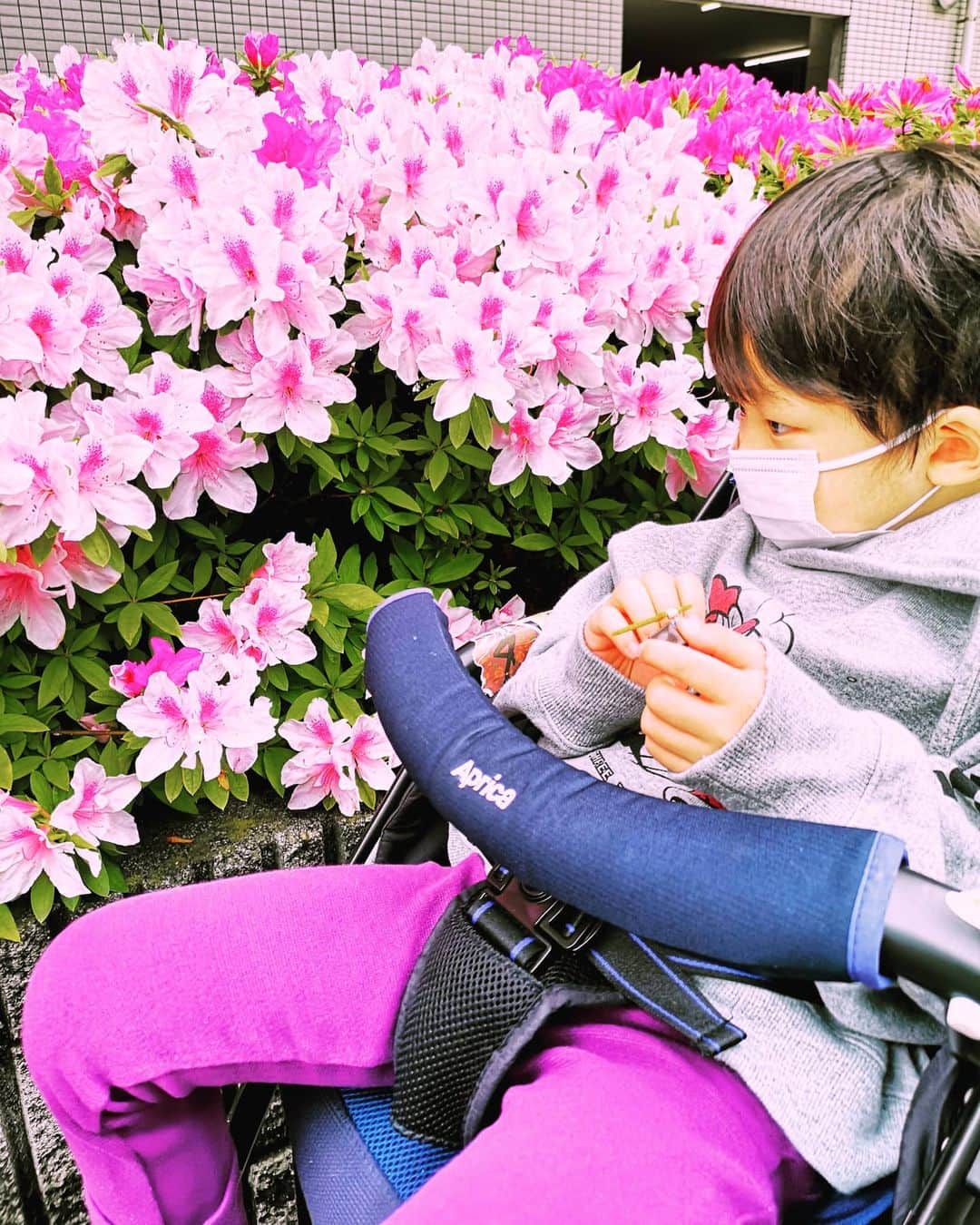 山上紗和 さんのインスタグラム写真 - (山上紗和 Instagram)「美しい#ツツジ 💠✨ #オリゴスマート 一箱食べた幼児😶」4月21日 13時35分 - moon_sawa