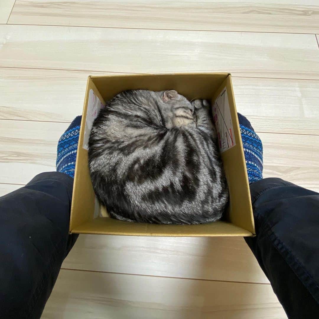 Shishi-maruさんのインスタグラム写真 - (Shishi-maruInstagram)「🐱ねこのきもちWEBMAGAZINE にて、猫エッセイが更新されました。今回は迷い猫ししまるお話です。アプリ版もありますので是非。﻿ お楽しみください。﻿ ﻿ 【渋ネコししまるさん】#43﻿ ｜ねこのきもちWEB MAGAZINE﻿ ﻿ https://cat.benesse.ne.jp/lovecat/content/?id=69593﻿ ﻿ 🐱My essay about Shishi-maru is serialized in a weekly magazine:)﻿ ﻿ ーーーーーーーーーーーーー﻿ 🌺「渋ネコ ししまるさん」ねこのきもちWEB MAGAZINE にて毎週金曜日エッセイの連載中﻿ ーーーーーーーーーーー﻿ 📕「ぷっちねこ。」「3匹のちいさな猫を召喚できたなら」「ちいさな猫を召喚できたなら」徳間書店より単行本発売中﻿ ーーーーーーーーーーー ﻿ ⭐︎ししまる→@emonemon﻿ 🌺Twitter →@taco_emonemon﻿ ーーーーーーーーーーー」4月22日 0時48分 - emonemon