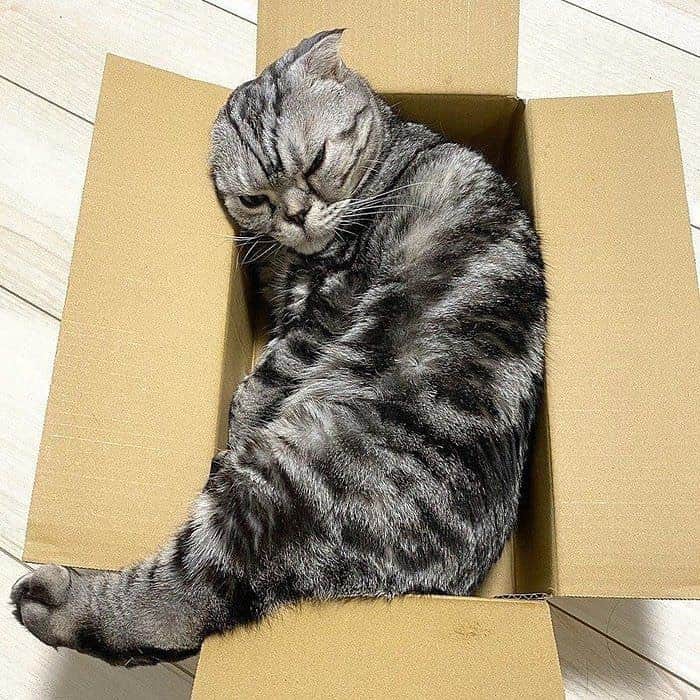 Shishi-maruのインスタグラム：「🐱ねこのきもちWEBMAGAZINE にて、猫エッセイが更新されました。今回は迷い猫ししまるお話です。アプリ版もありますので是非。﻿ お楽しみください。﻿ ﻿ 【渋ネコししまるさん】#43﻿ ｜ねこのきもちWEB MAGAZINE﻿ ﻿ https://cat.benesse.ne.jp/lovecat/content/?id=69593﻿ ﻿ 🐱My essay about Shishi-maru is serialized in a weekly magazine:)﻿ ﻿ ーーーーーーーーーーーーー﻿ 🌺「渋ネコ ししまるさん」ねこのきもちWEB MAGAZINE にて毎週金曜日エッセイの連載中﻿ ーーーーーーーーーーー﻿ 📕「ぷっちねこ。」「3匹のちいさな猫を召喚できたなら」「ちいさな猫を召喚できたなら」徳間書店より単行本発売中﻿ ーーーーーーーーーーー ﻿ ⭐︎ししまる→@emonemon﻿ 🌺Twitter →@taco_emonemon﻿ ーーーーーーーーーーー」
