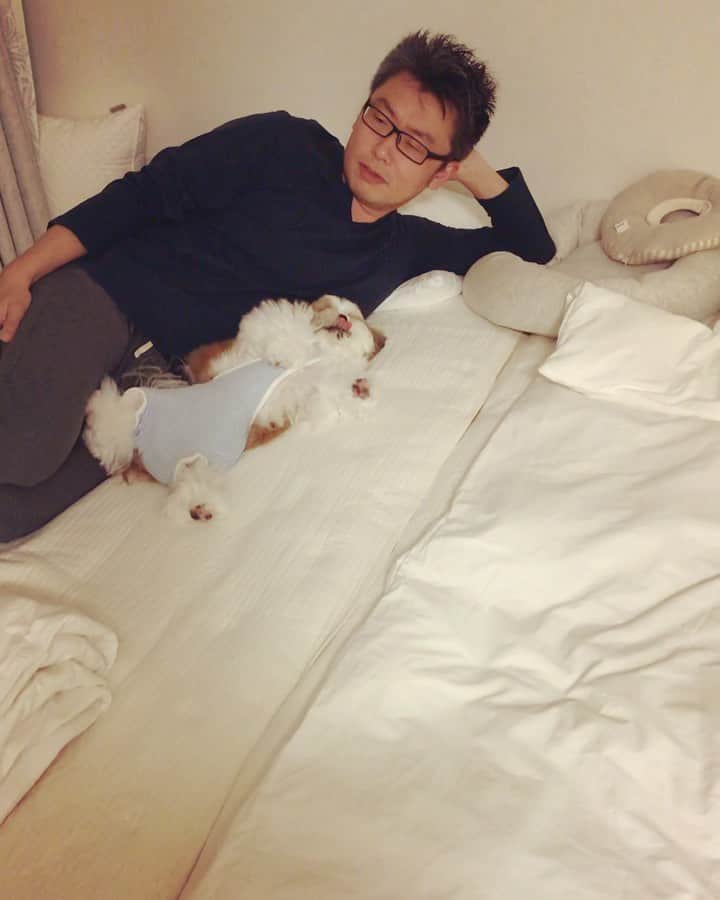 水嶋はちのインスタグラム：「Sweet dreams 🌕✨✨ * * みなさん、おやすみなさい ぐっすり休めますように🐶💛 * * #はち #HACHI #シーズー大好き部」