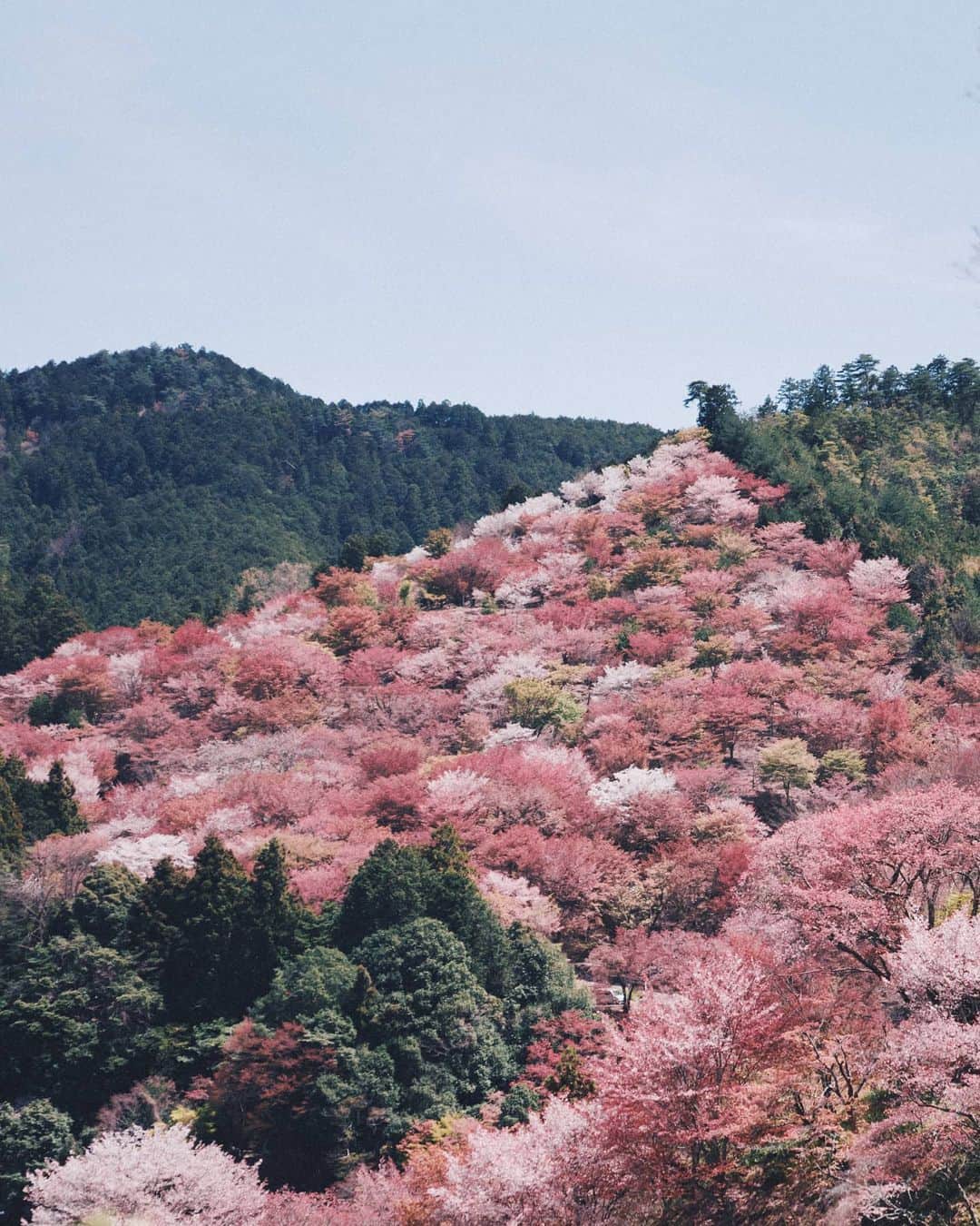 福田洋昭のインスタグラム：「30K Cherry Trees  #Yoshinoyama 🌸」