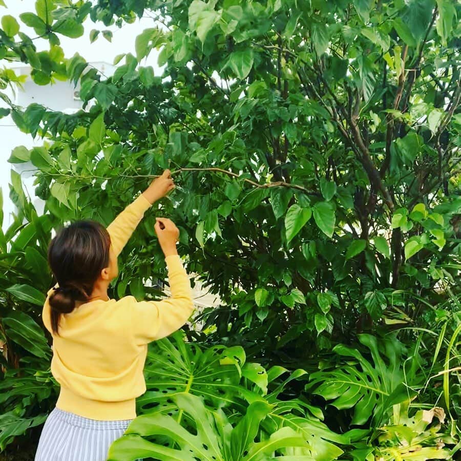 田中律子さんのインスタグラム写真 - (田中律子Instagram)「沖縄は雨が降ったりやんだり☔️ 午前中、雨がやんでる間に、お庭の桑の木に実がたくさんなってるから収穫🤩桑の実⇨マルベリーと言うこの実はスーパーフード☝️ ビタミンC、鉄分が豊富で、ファイトケミカルもたっぷり💜美肌効果もあるから、実を取るのに力が入ります😂 小さなツブツブで、甘酸っぱくて、すごい美味しい🤤  小さい頃、学校帰りによく木によじ登って食べたのを思い出す😆あの頃はスーパーフードだなんて知りもしないし、ただただ美味しくって友達と蚊に刺されながらいっぱい食べた甘酸っぱい思い出の味💜  服は @roxyjapan ストライプのパンツはサイドにスリット入ってて、ウエストゴムでラクチンスタイル💛トレーナーもショート丈でお気に入り💛  #okinawajapan  #mysweethome  #beachlife🌊  #garden  #superfood  #mulberry  #桑の木  #庭いじり  #stayhome」4月21日 16時38分 - ri2kotanaka