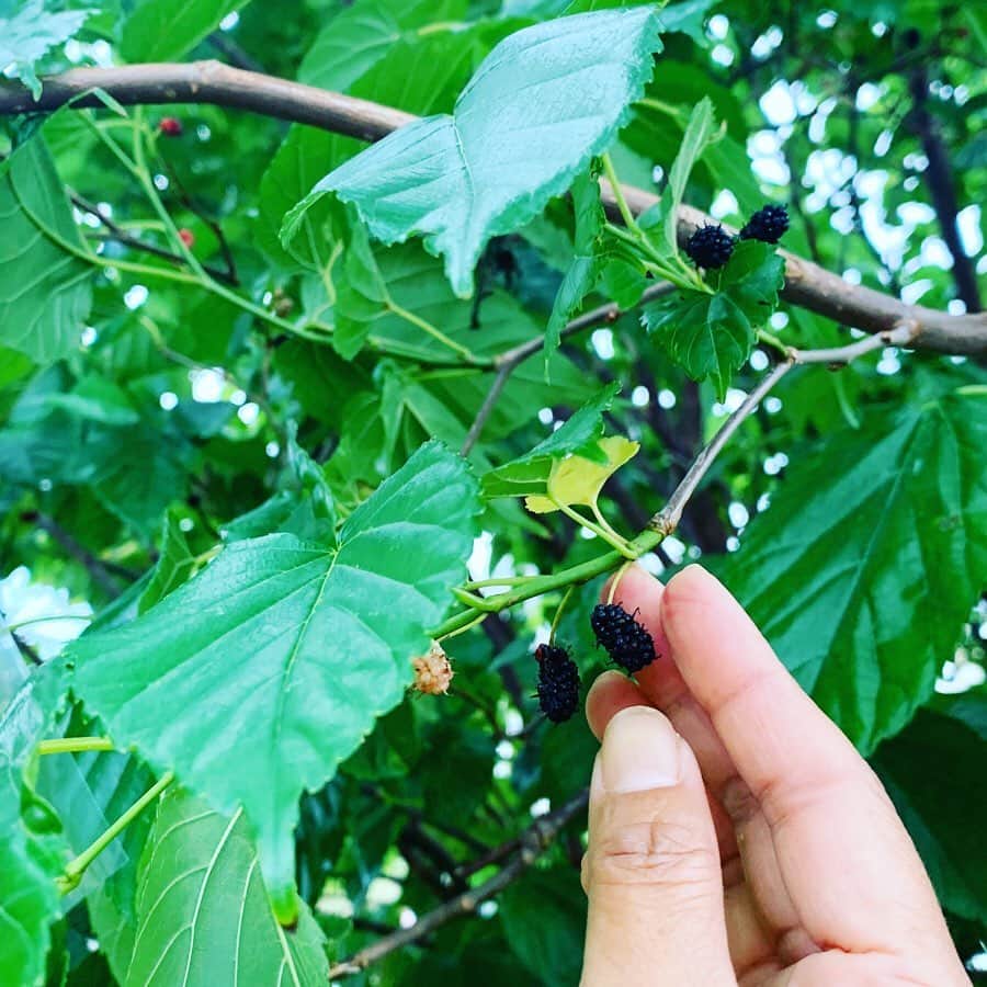 田中律子さんのインスタグラム写真 - (田中律子Instagram)「沖縄は雨が降ったりやんだり☔️ 午前中、雨がやんでる間に、お庭の桑の木に実がたくさんなってるから収穫🤩桑の実⇨マルベリーと言うこの実はスーパーフード☝️ ビタミンC、鉄分が豊富で、ファイトケミカルもたっぷり💜美肌効果もあるから、実を取るのに力が入ります😂 小さなツブツブで、甘酸っぱくて、すごい美味しい🤤  小さい頃、学校帰りによく木によじ登って食べたのを思い出す😆あの頃はスーパーフードだなんて知りもしないし、ただただ美味しくって友達と蚊に刺されながらいっぱい食べた甘酸っぱい思い出の味💜  服は @roxyjapan ストライプのパンツはサイドにスリット入ってて、ウエストゴムでラクチンスタイル💛トレーナーもショート丈でお気に入り💛  #okinawajapan  #mysweethome  #beachlife🌊  #garden  #superfood  #mulberry  #桑の木  #庭いじり  #stayhome」4月21日 16時38分 - ri2kotanaka