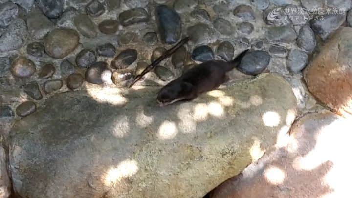 世界淡水魚園水族館 アクア・トト ぎふのインスタグラム：「「カワウソたちも元気にしてるよー」と飼育スタッフが撮影してくれました。  人影が少ないので気になるのか、水槽前を通るといつもよりこっちを見てくれる気がするんです。 ちょっと嬉しい…。 #アクアトト #アクアトト岐阜 #アクアトトぎふ #aonyxcinereus #asianshortclawedotter#休園中の動物園水族館#コロナウイルスが早く終息しますように」