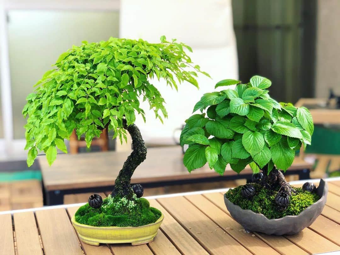 金成公信のインスタグラム：「名コンビ。^_^ #ガマズミ #フジ #盆栽 #bonsai #bonsaijapan #japanesebonsai #wabisabi #bonsailovers #bonsailife #bonsaitree #bonsaiart #bonsaigram #bonsaiworld #plants #tree #greenlife #greenlifestyle #苔 #moss #睡蓮 #睡蓮鉢 #ビオトープ #biotope」