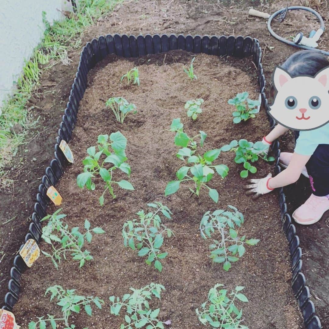 相川七瀬さんのインスタグラム写真 - (相川七瀬Instagram)「お家のお庭に畑を作ってみました。 以前から借りていた千葉の畑にいけなくなり、思いきって庭を改造してみたよ😊いっぱい実をつけてくれることを祈って。 トマトや、きゅうり、おくらなど😊  #お家で野菜作り」4月21日 17時18分 - nanasecat