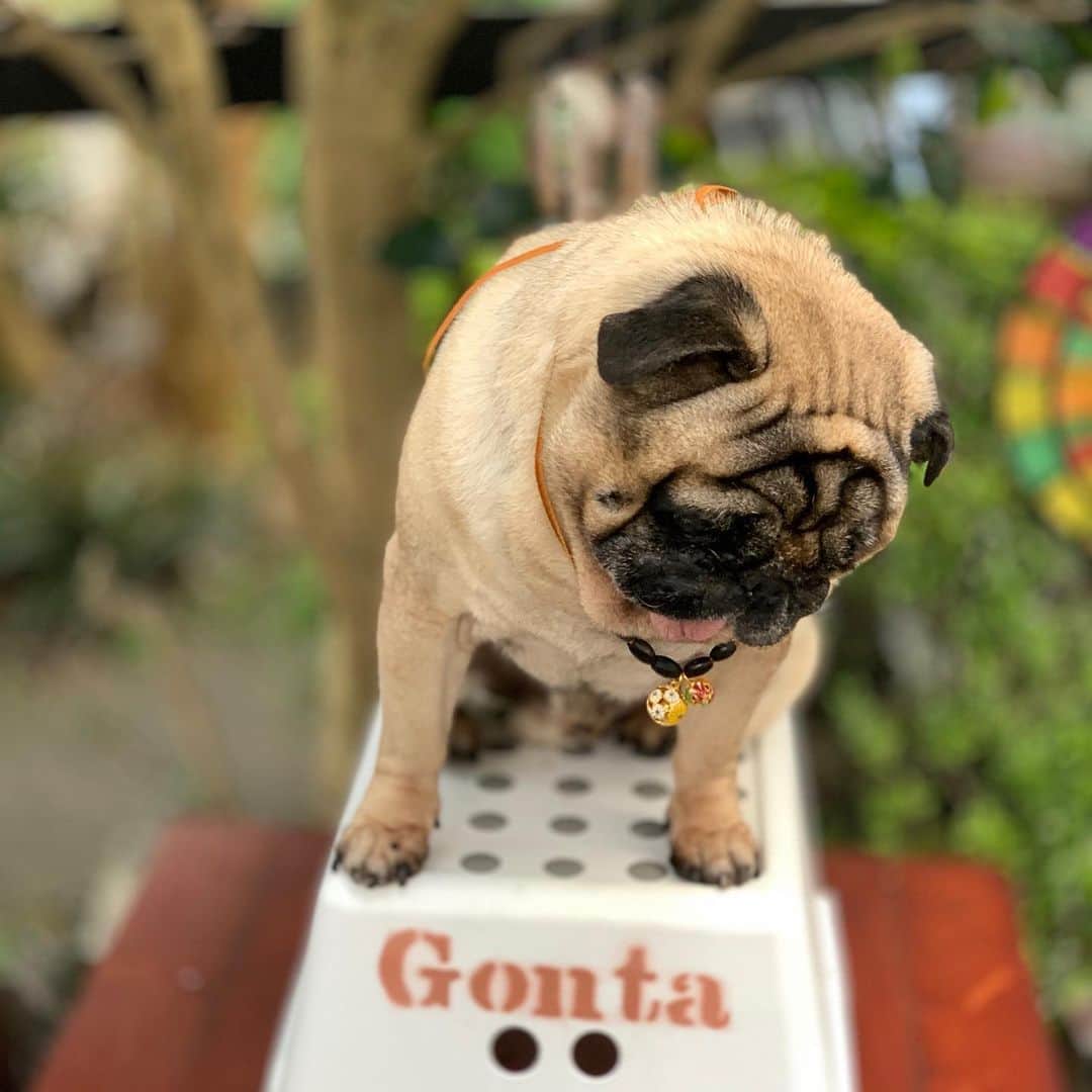 gontaのインスタグラム：「Stay home😷🦠#keelyafternoontea #Gonta2#speakpug #smilingpugs #pugjapn #pug#love #pugsofinstagram #zerozeropug #pugshit #worldofpug」