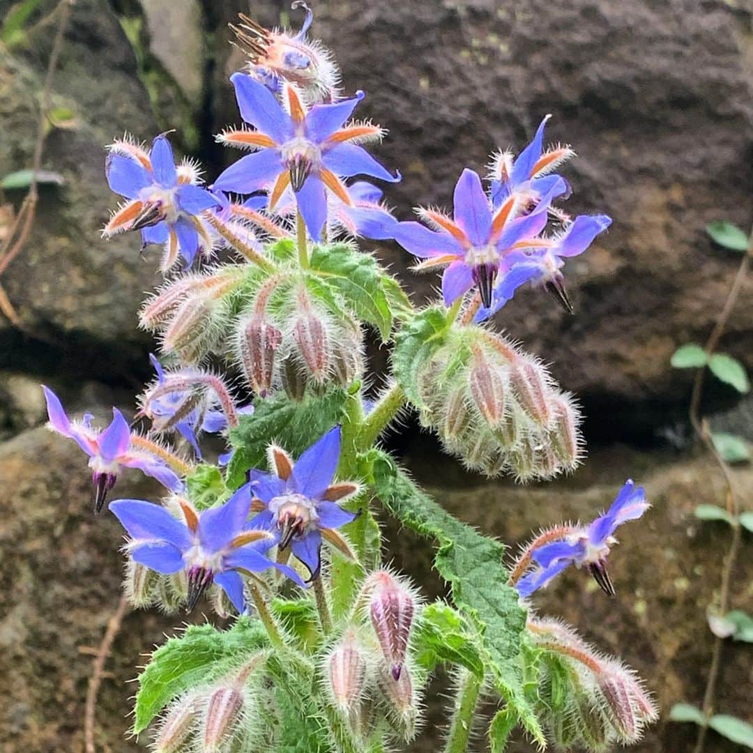 風間ゆみえのインスタグラム：「昨年植えたボリジが今年も花を咲かせてくれた☺️ 日に透けたような鮮やかな青紫色が庭で一際目をひく  少し離れた場所に2株、こぼれ種から芽を出してこんなにきれいに育ってくれて嬉しい  この週末は庭の花の手入れをしようかな☺️✨ #bourrache  #ボリジ #ルリジサ #フィトテラピー」
