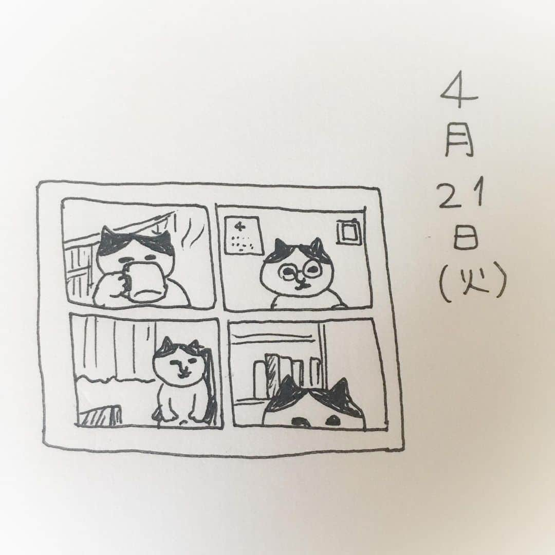 ねこのインスタグラム