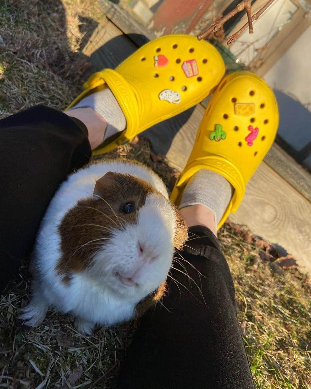 クロックス（crocs）さんのインスタグラム写真 - (クロックス（crocs）Instagram)「キュートな家族とのリラックスタイム🥰も ⁣クロックス👣と一緒に✨👍 ⁣皆さんはどんな #おうち時間 をクロックスと過ごしていますか？😊 ⁣#クロックス をつけてシェアしてね🥰💕 ⁣. ⁣📷: @bigbooty_beans ⁣. ⁣#crocs #クロックス#ジビッツ #モルモット #ペット」4月21日 18時07分 - crocsjp