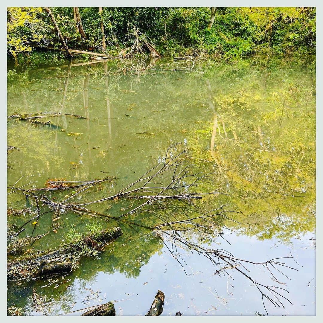 kumikoさんのインスタグラム写真 - (kumikoInstagram)「久しぶりに大池。 地元の人でも知ってる人少ないんじゃないかな〜（こんな藪の中誰も行かないか（笑）） でも天然の水が溜まってできた貴重な池なのです。」4月21日 18時33分 - makudeco